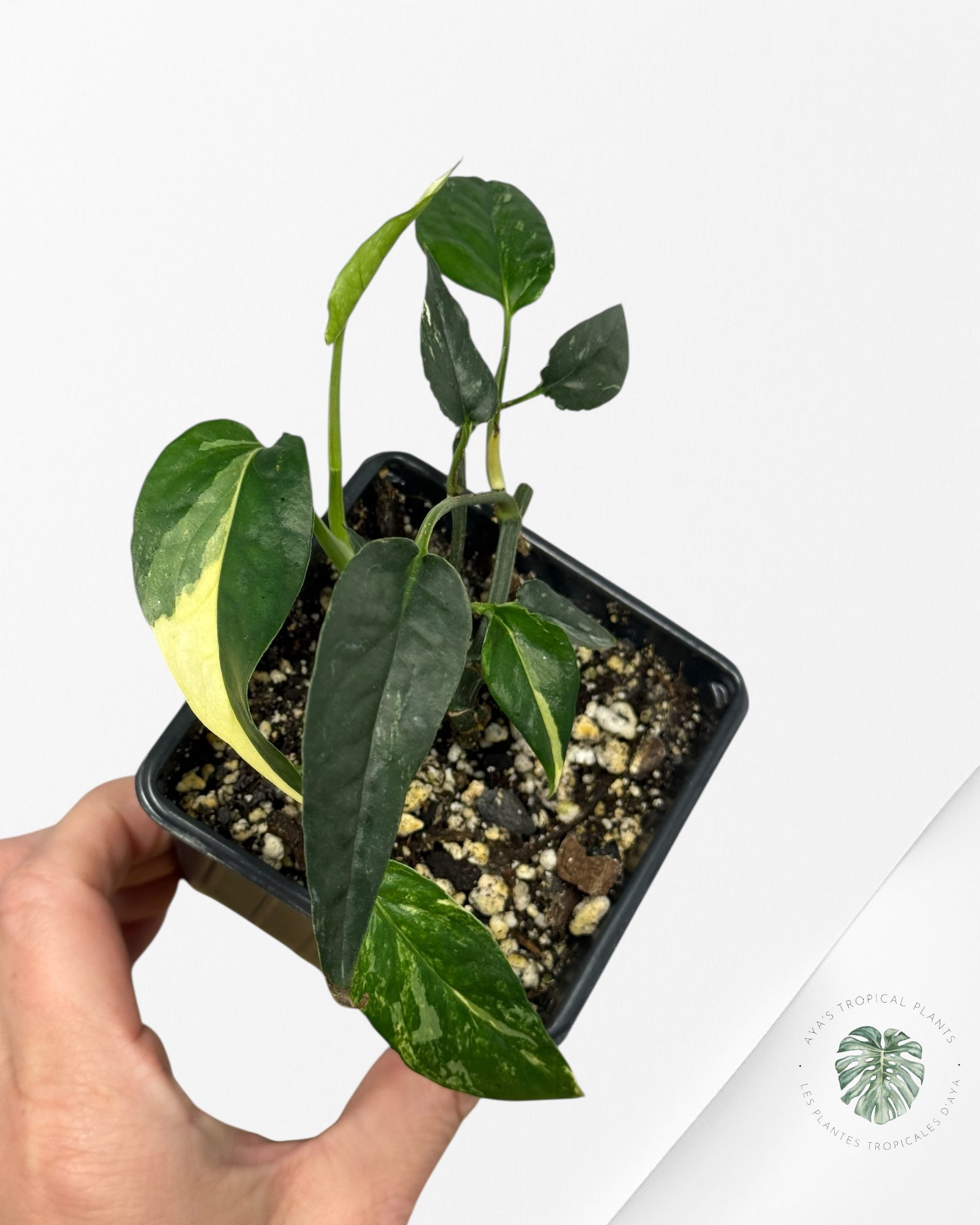 (Copie) Epipremnum Pinnatum Albo - sp1