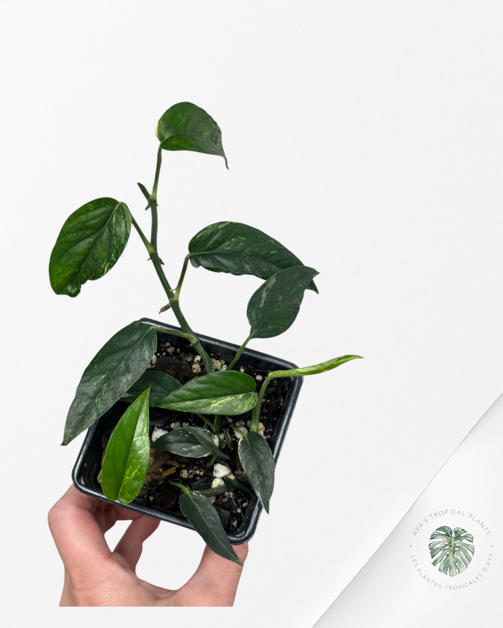Epipremnum Pinnatum Albo - sp2
