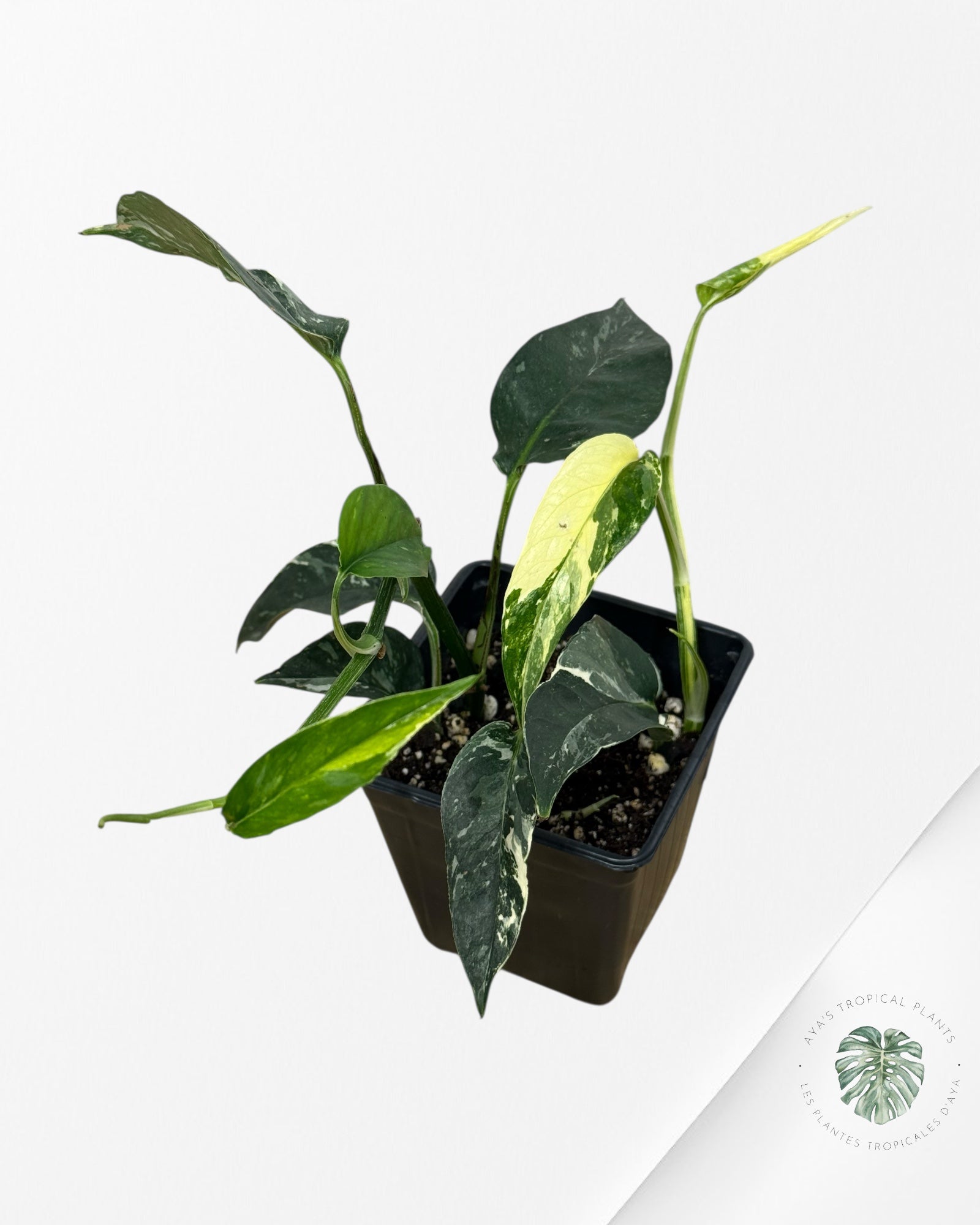 Epipremnum Pinnatum Albo - sp3