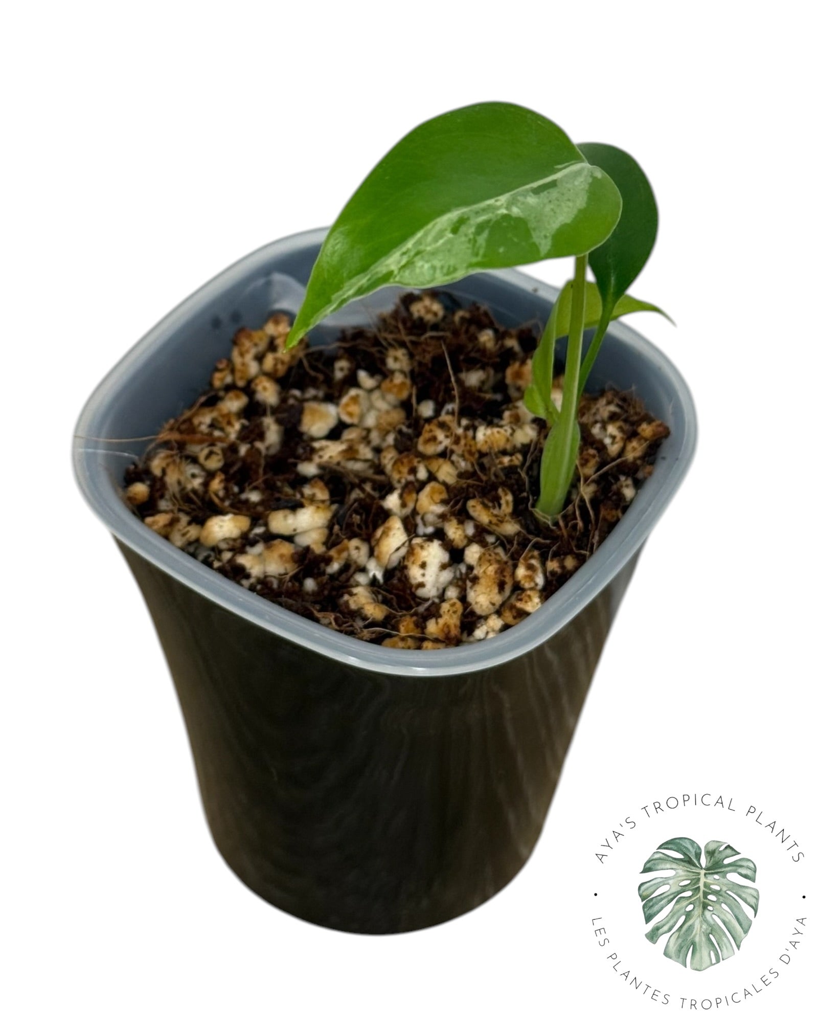 Monstera Deliciosa Bulbasaur