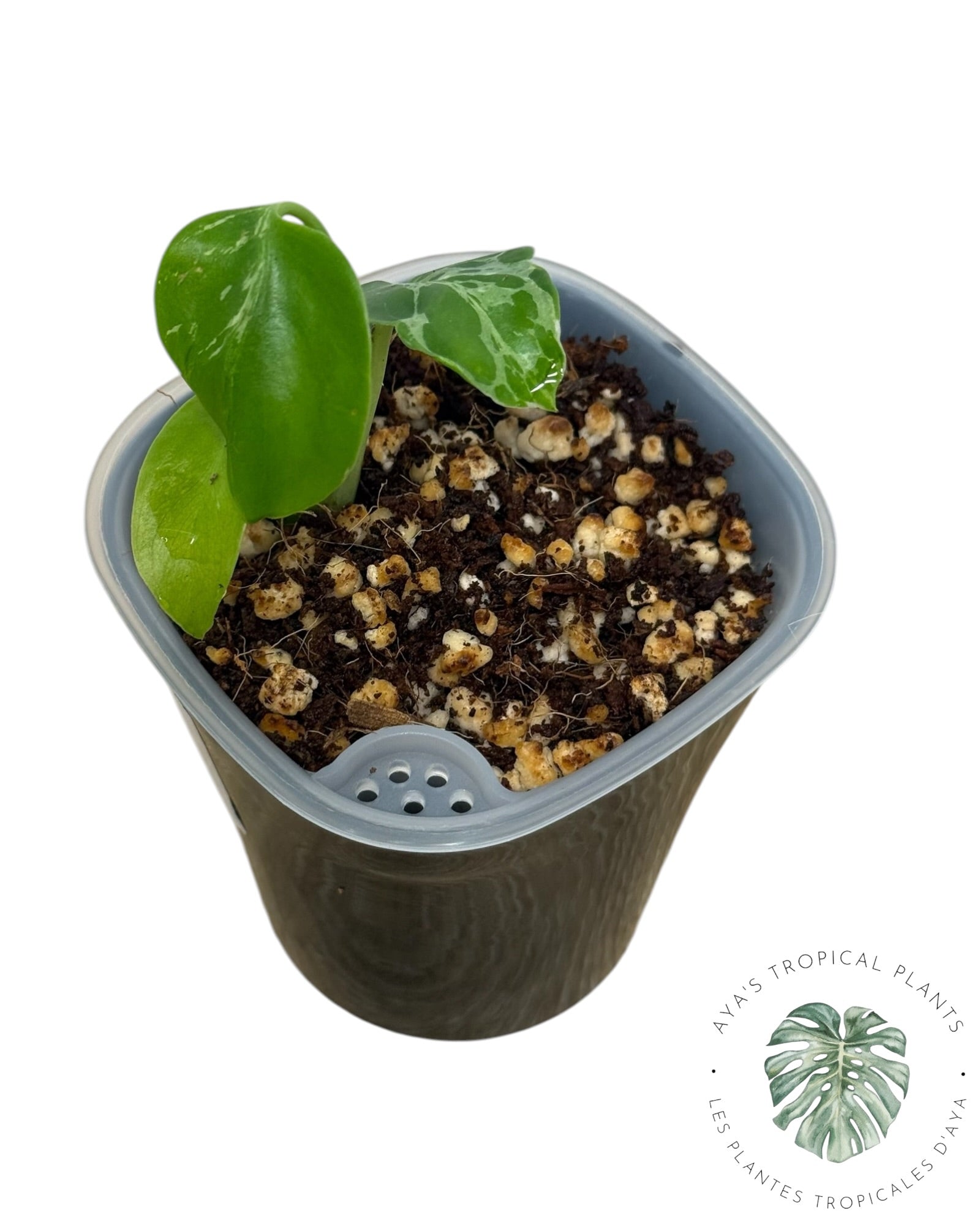 Monstera Deliciosa Bulbasaur