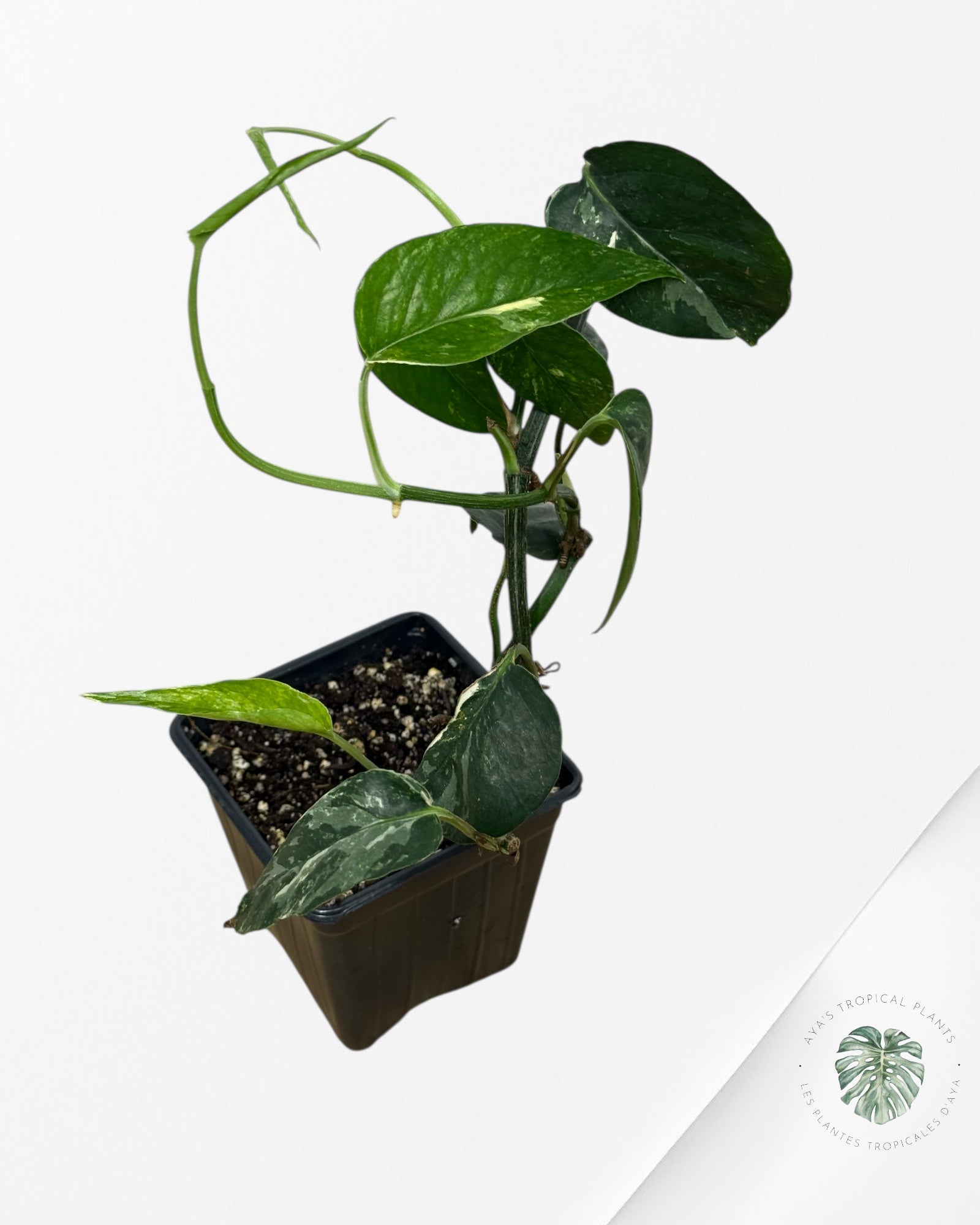 Epipremnum Pinnatum Albo - sp4