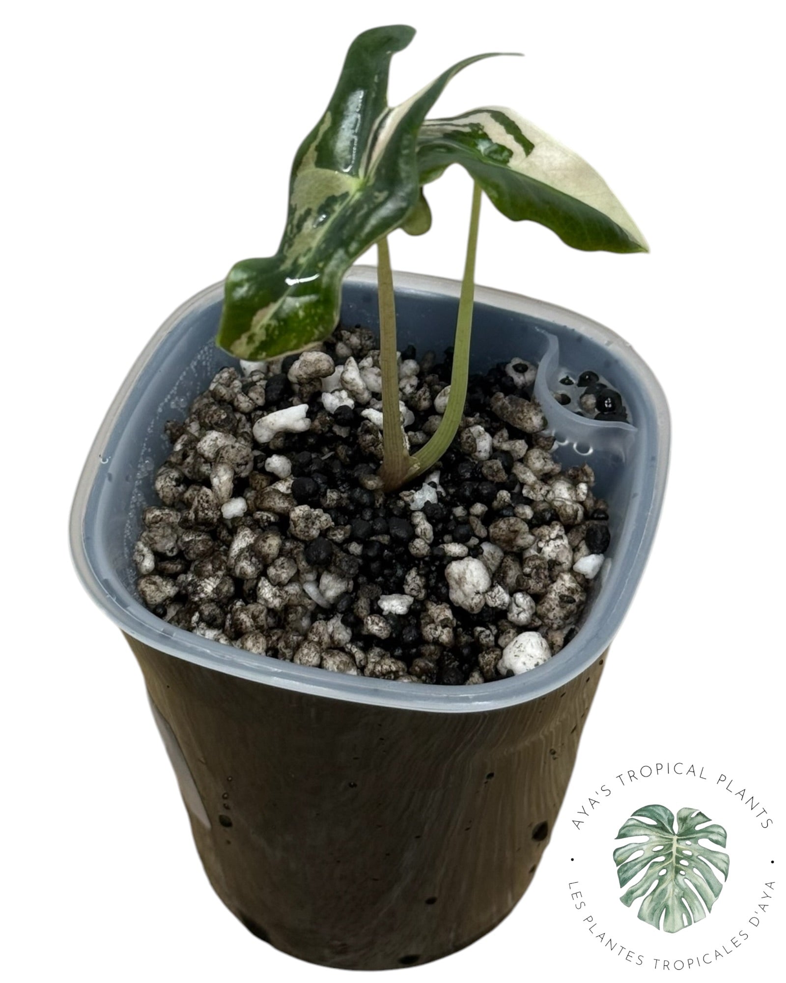 Alocasia Nobilis Pink Variegated