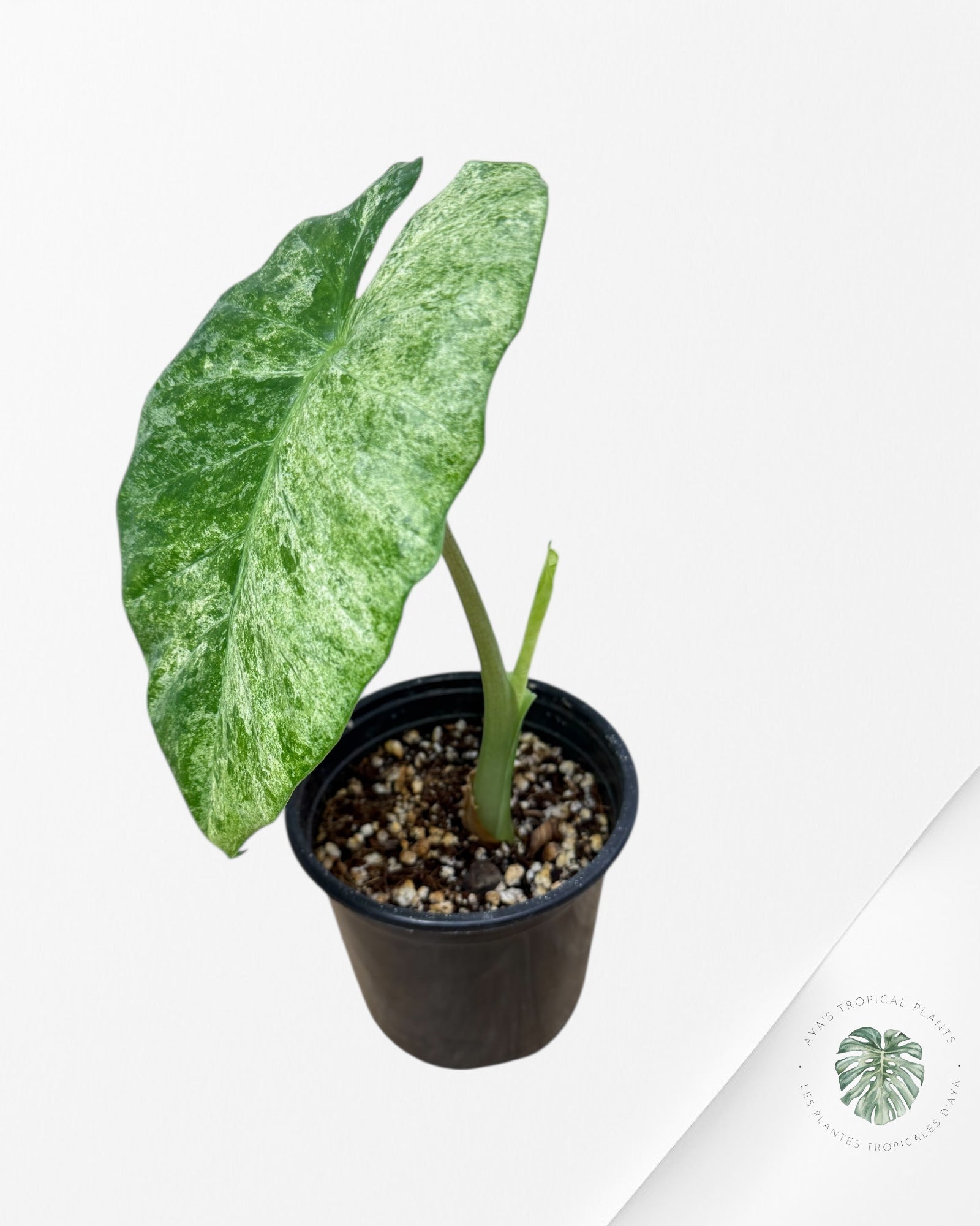 Alocasia Macrorrhiza Splash-F