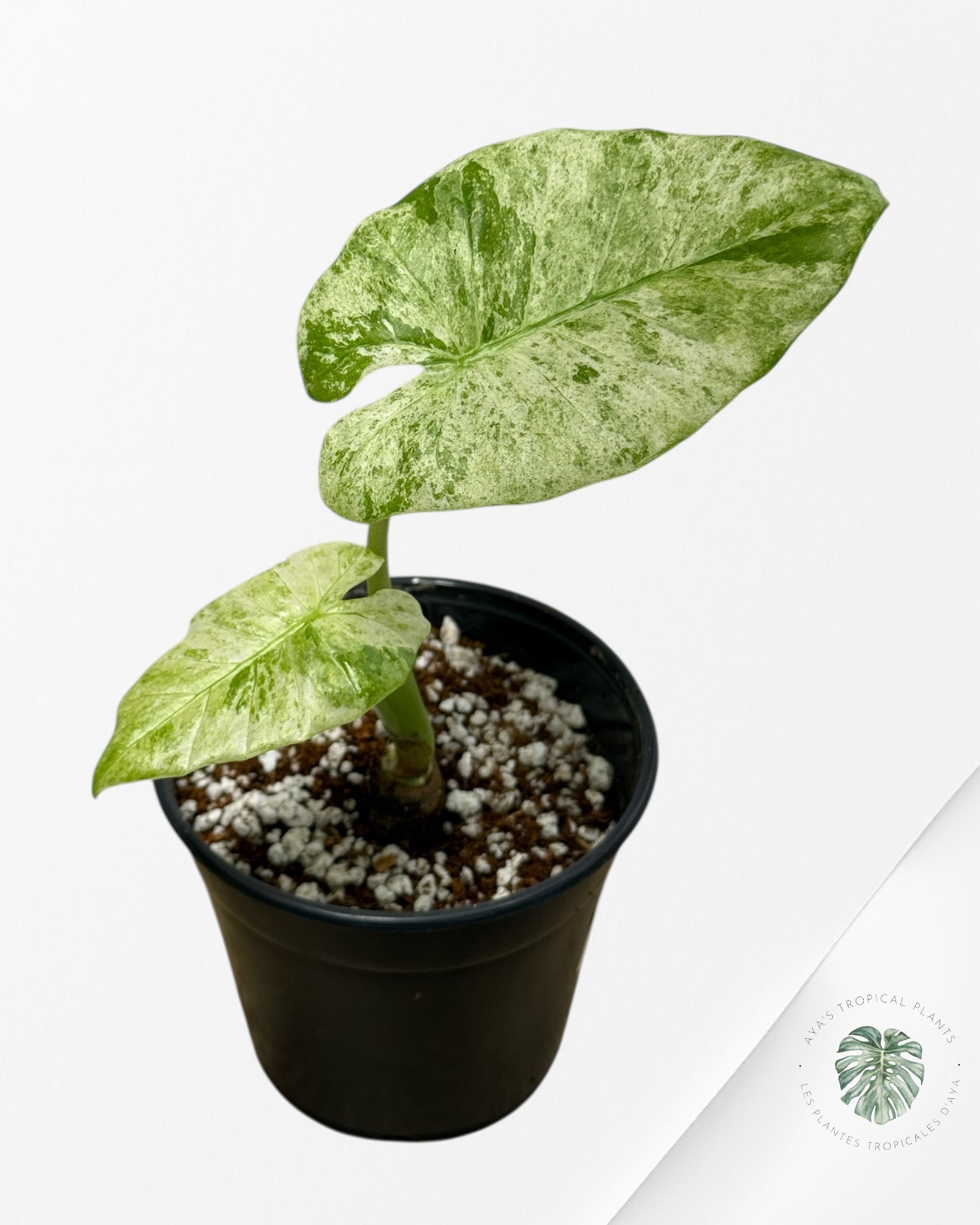 Alocasia Macrorrhiza Splash-E