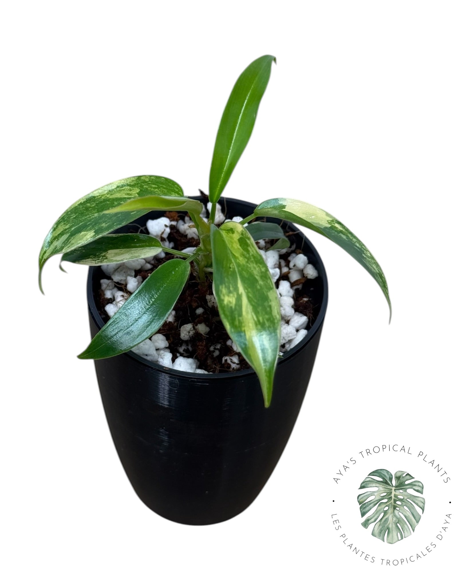Philodendron Florida Beauty x Tortum