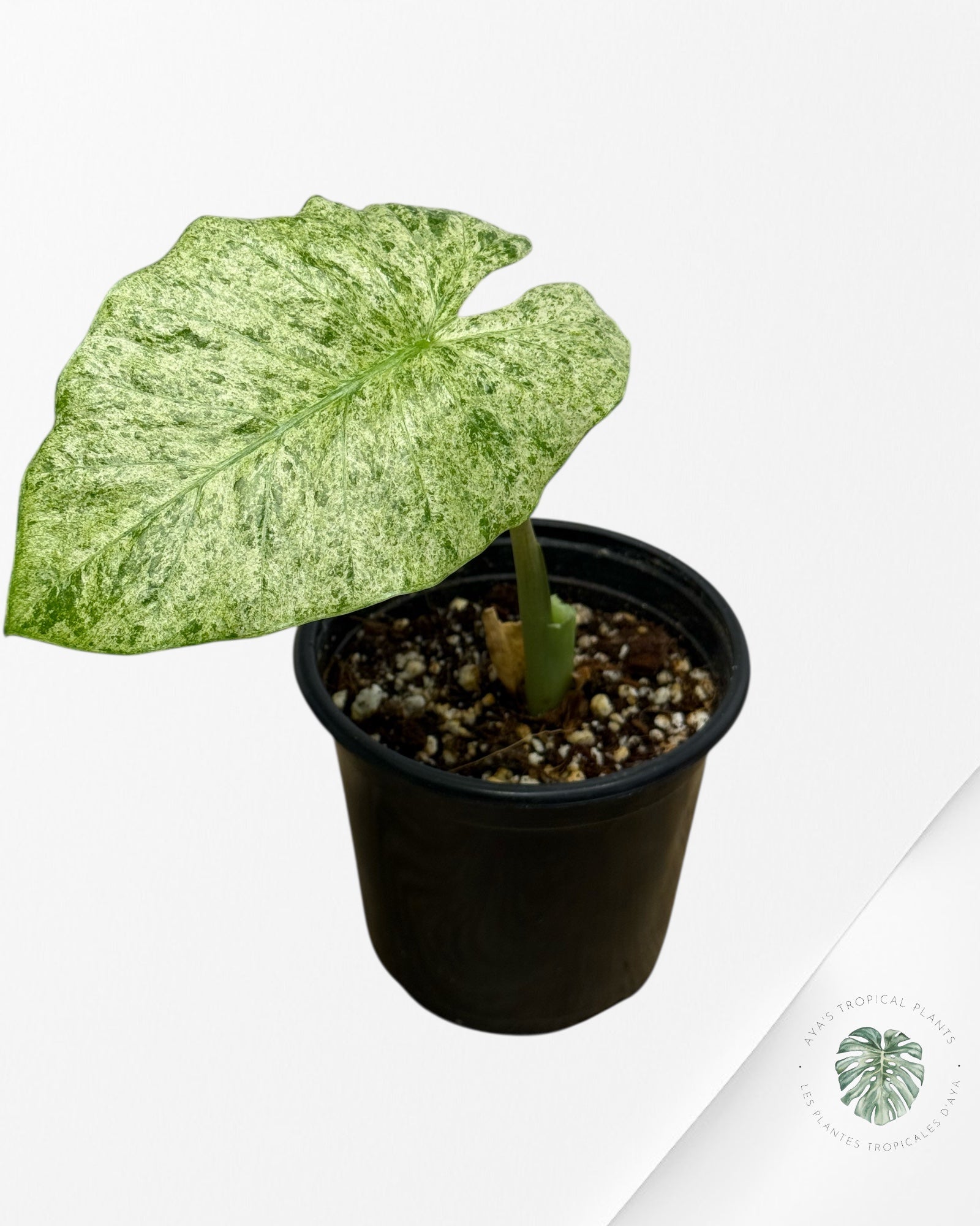 Alocasia Macrorrhiza Splash-G