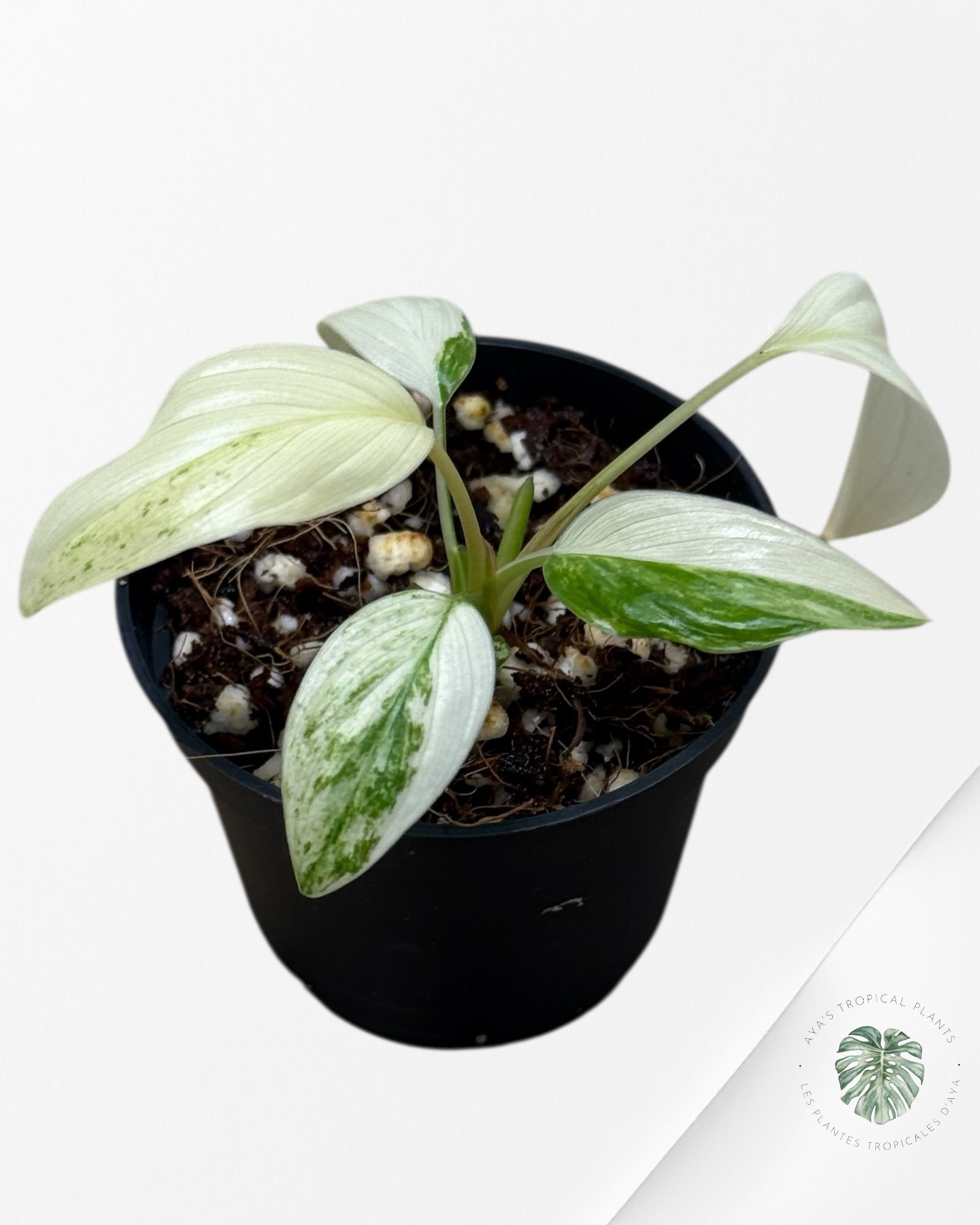 Homalomena rubescens "Albo" variegated  - ON