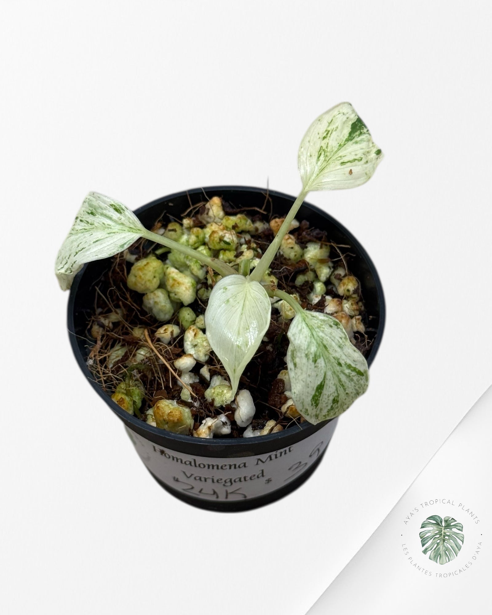 Homalomena rubescens « Menthe » panachée - 24K