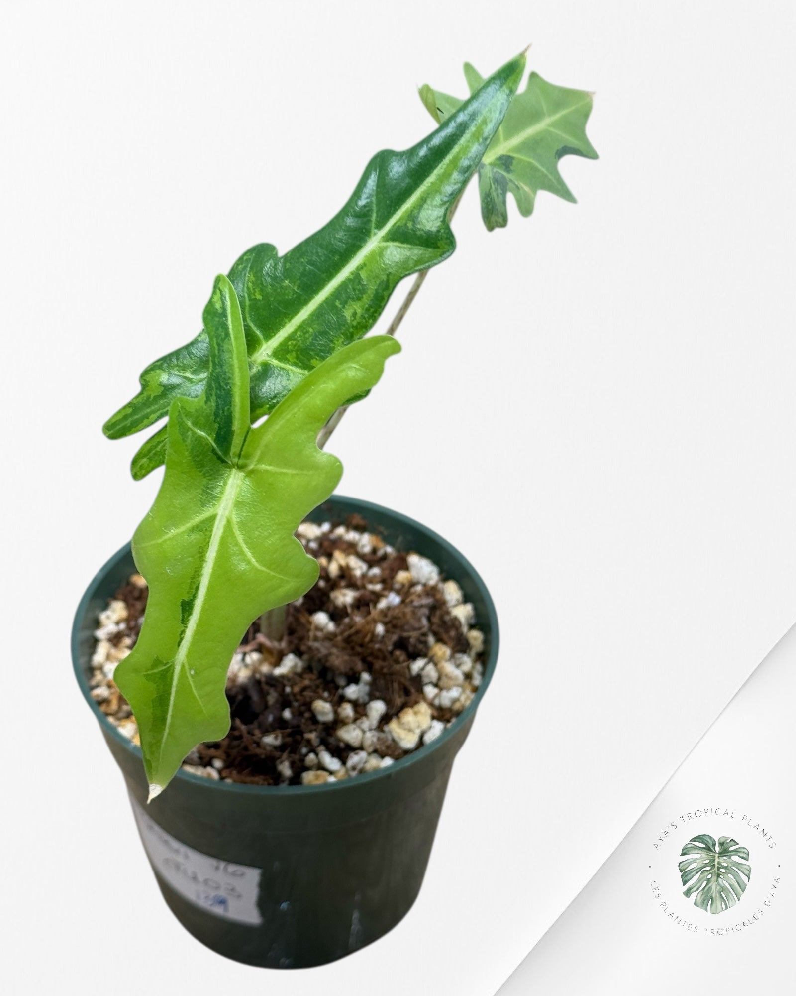 Alocasia Portei Panaché-Ju03