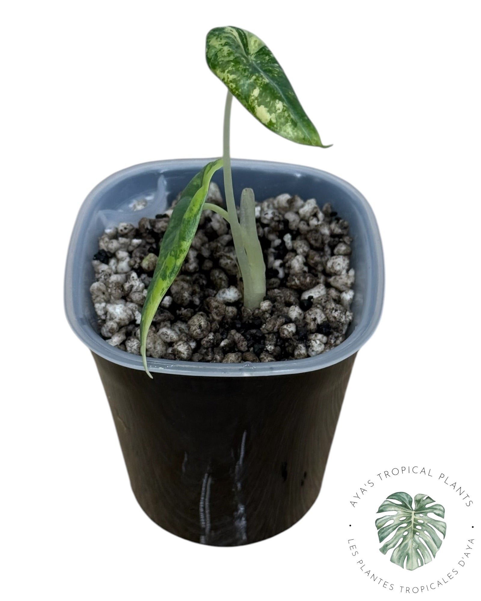 Alocasia Maharani Golden Lime