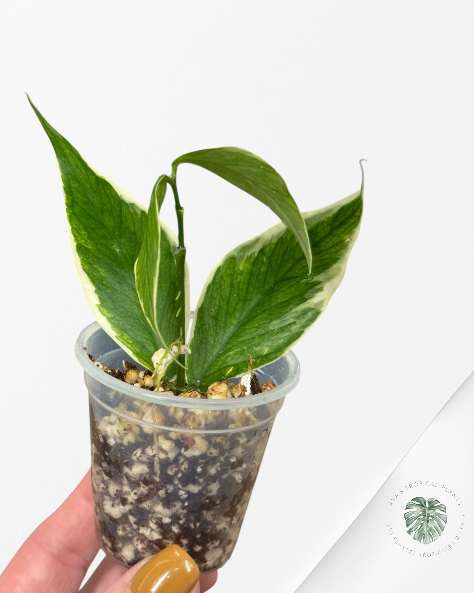 Hoya Polyneura Albo Variegated -60A