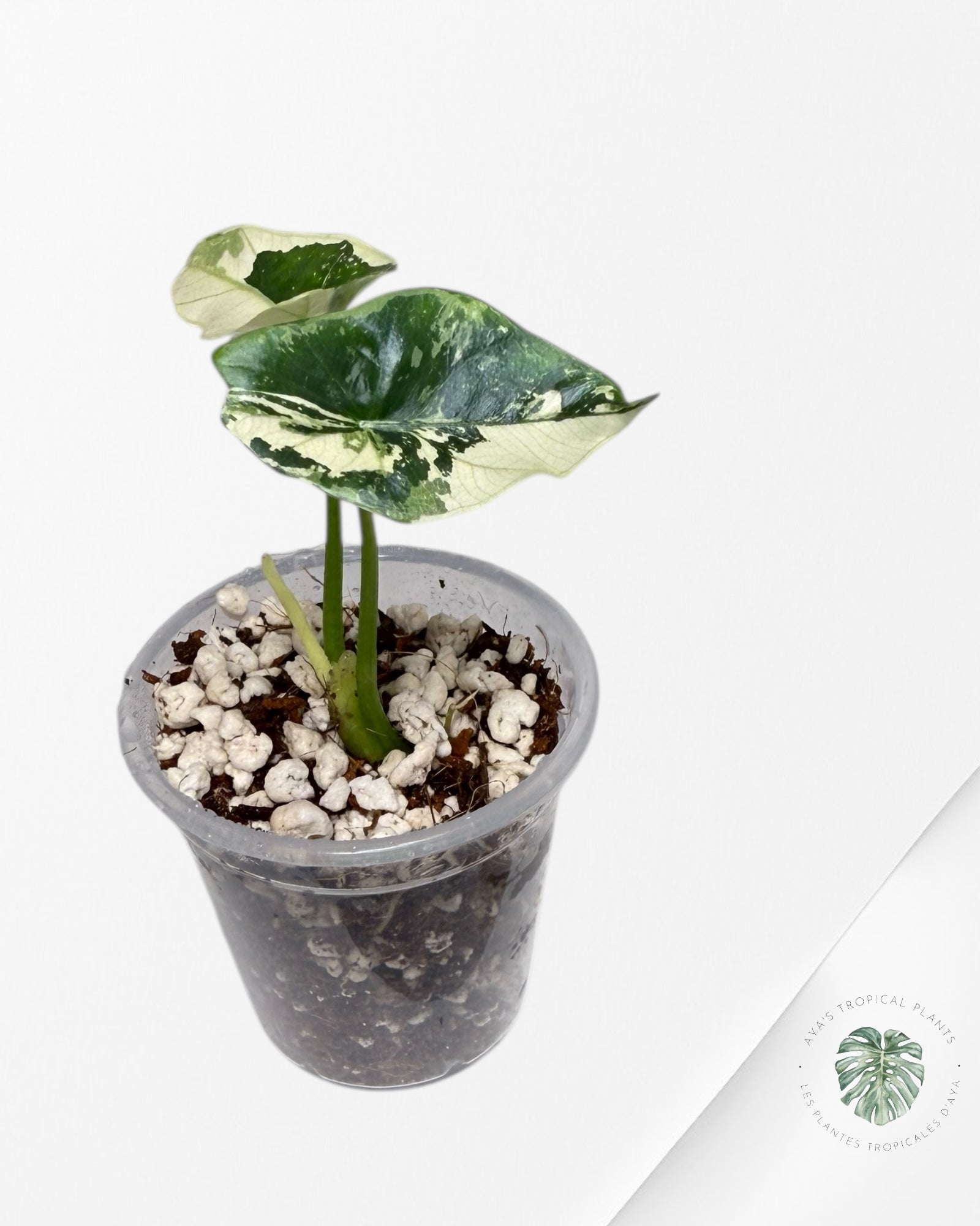 Alocasia Simpo Albo Variegated| Rare TC Plant | Aya's Tropical Plants