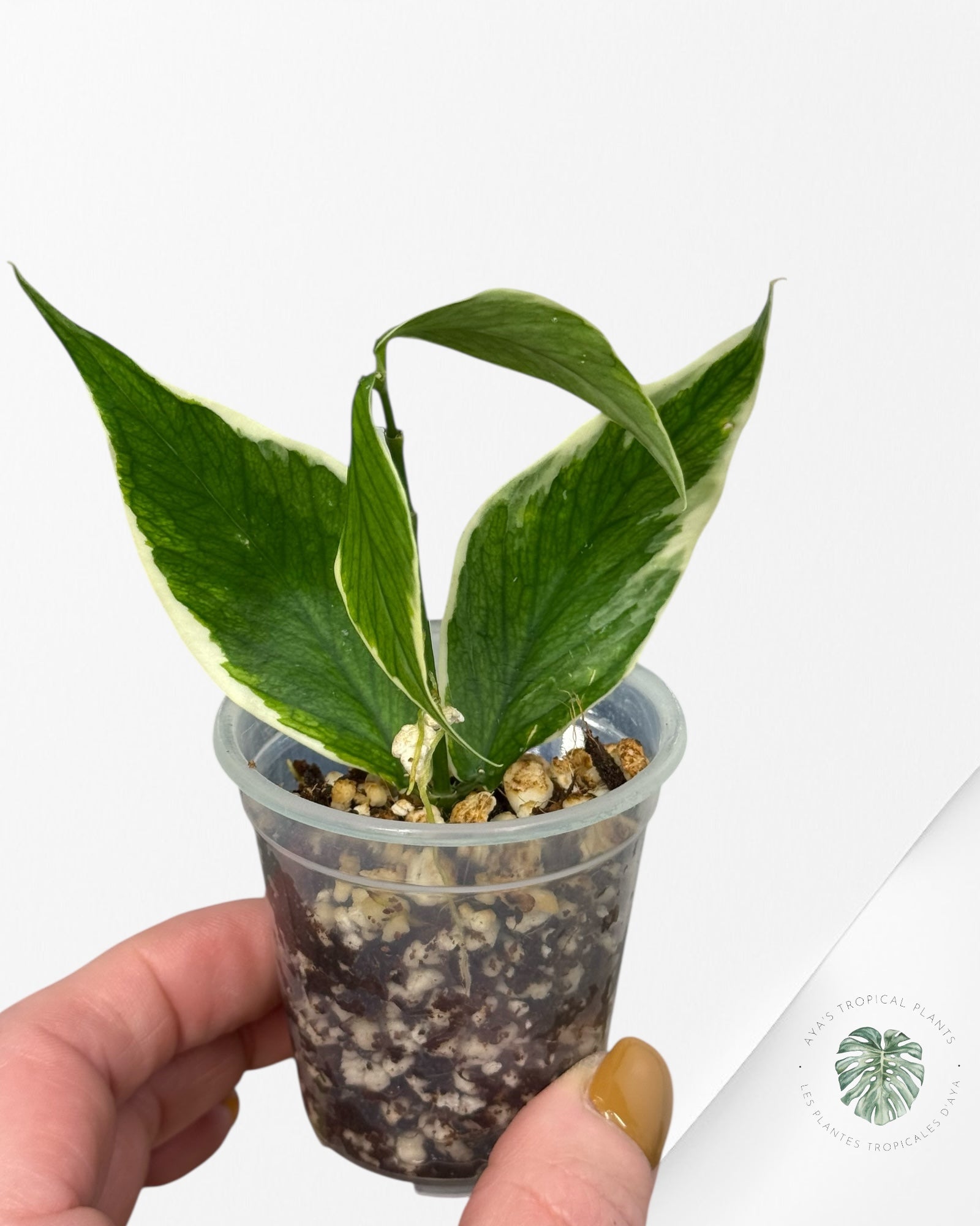 Hoya Polyneura Albo Variegated -60A