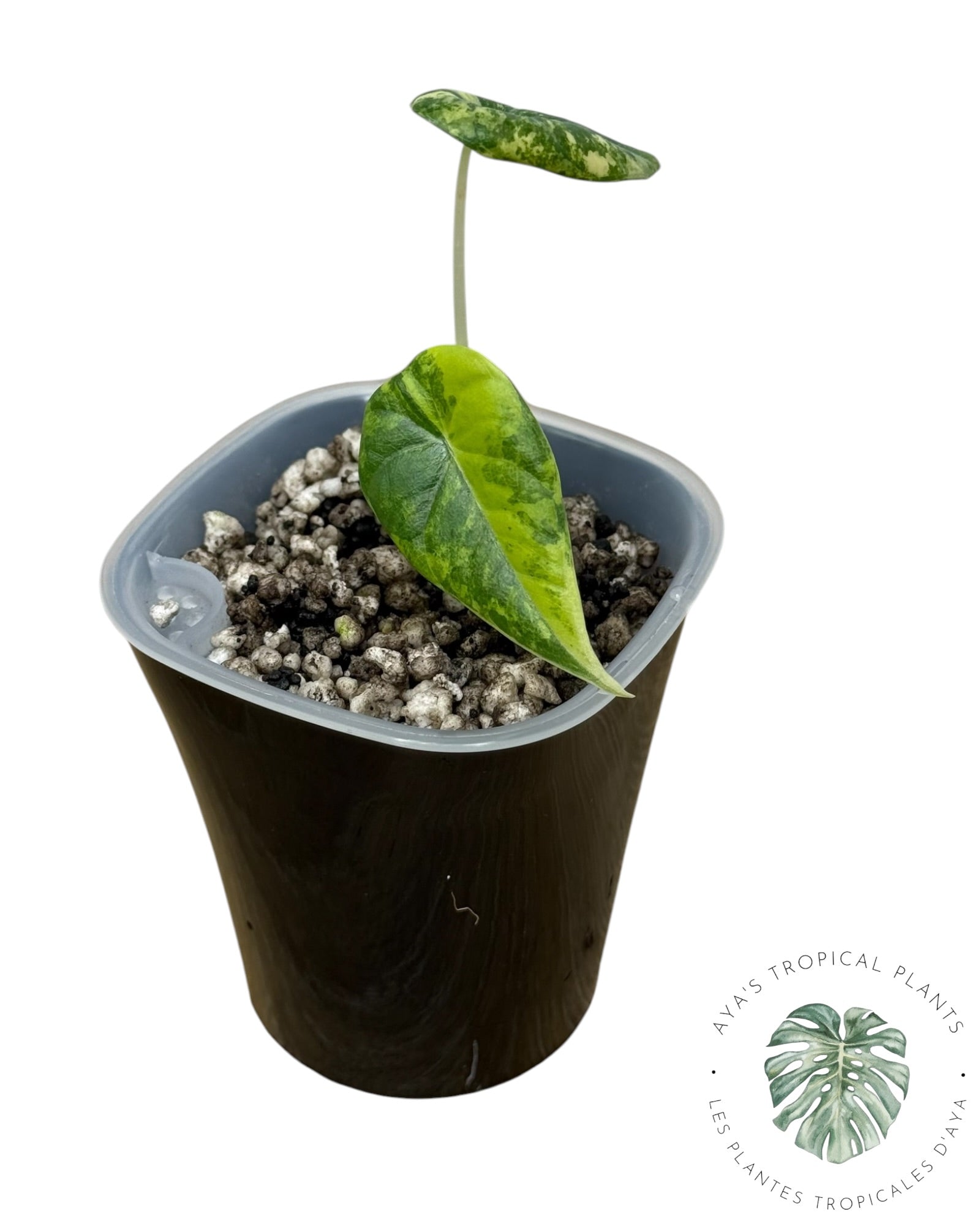 Alocasia Maharani Golden Lime