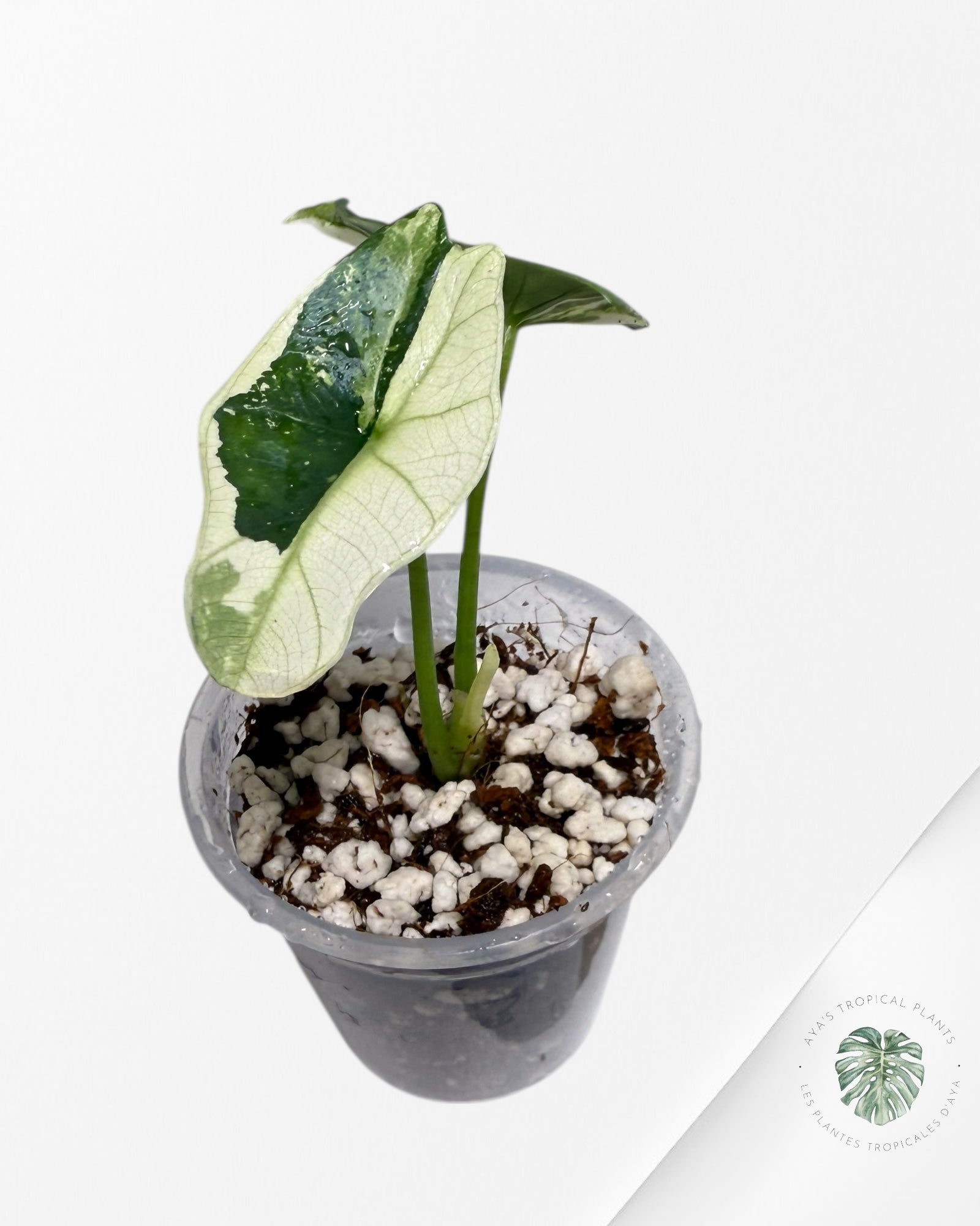 Alocasia Simpo Albo Variegated| Rare TC Plant | Aya's Tropical Plants