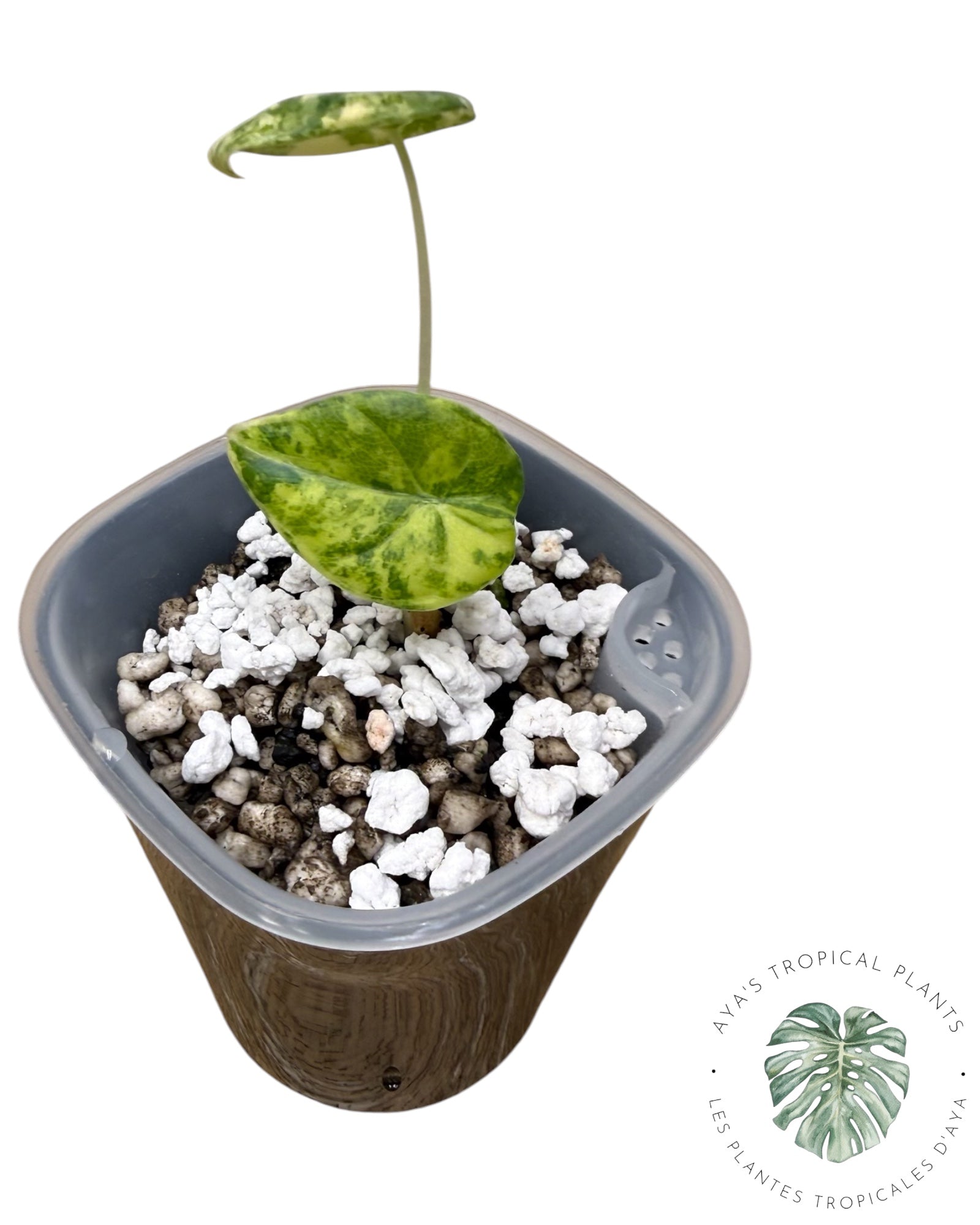 Alocasia Maharani Golden Lime