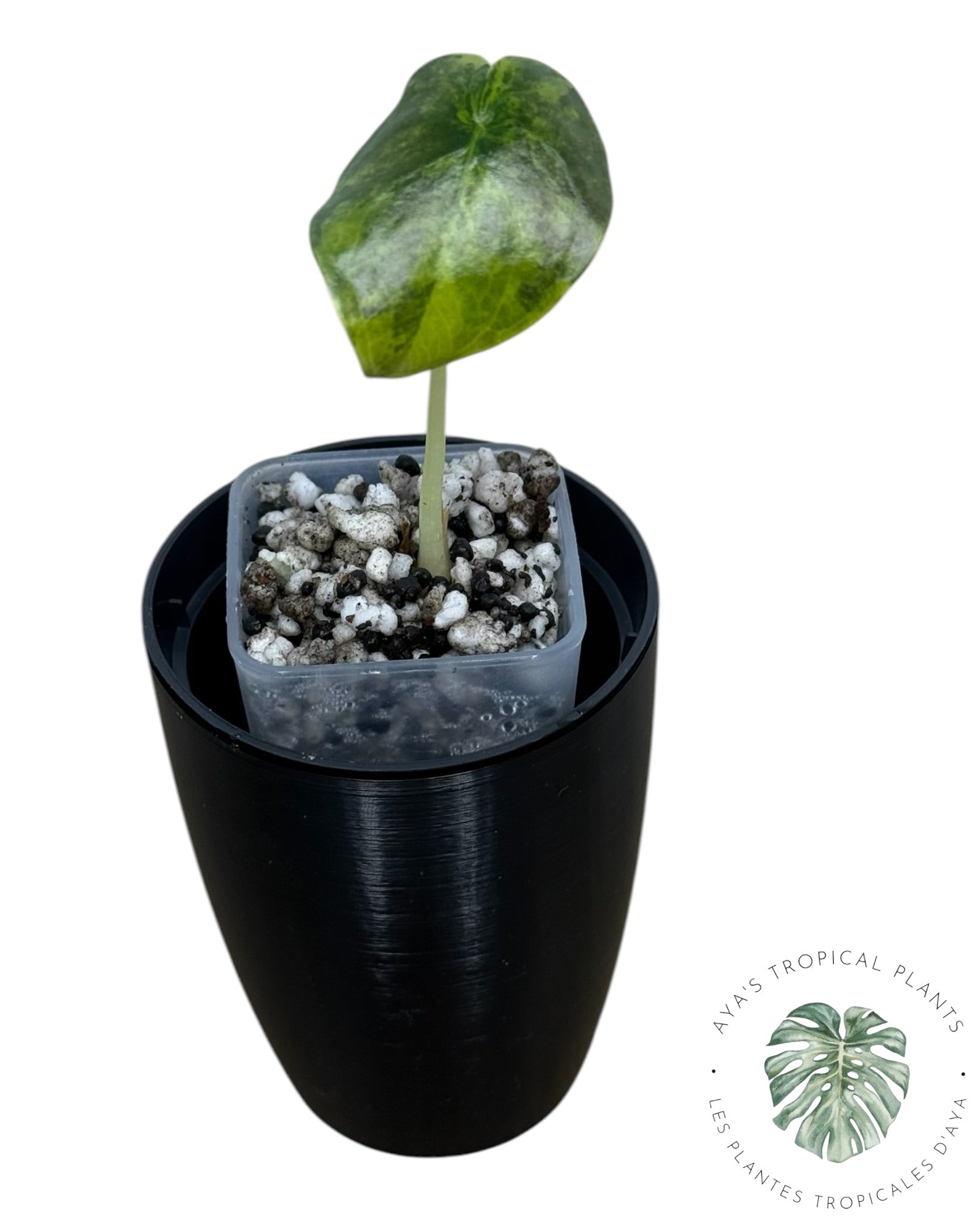 Alocasia Cuprea Golden Latte variegated