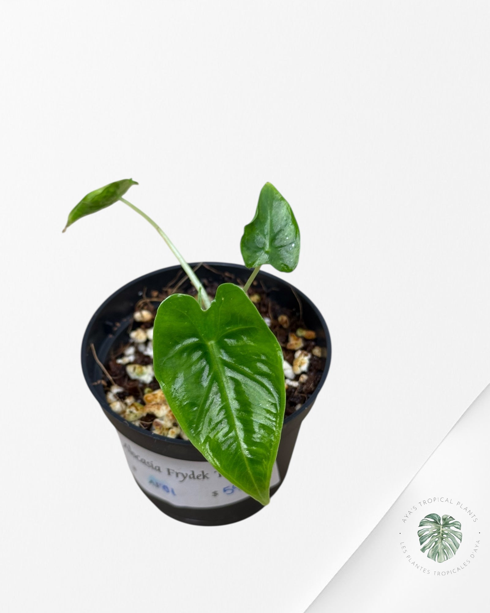 Alocasia Frydek ‘Tattoo’ - AF01