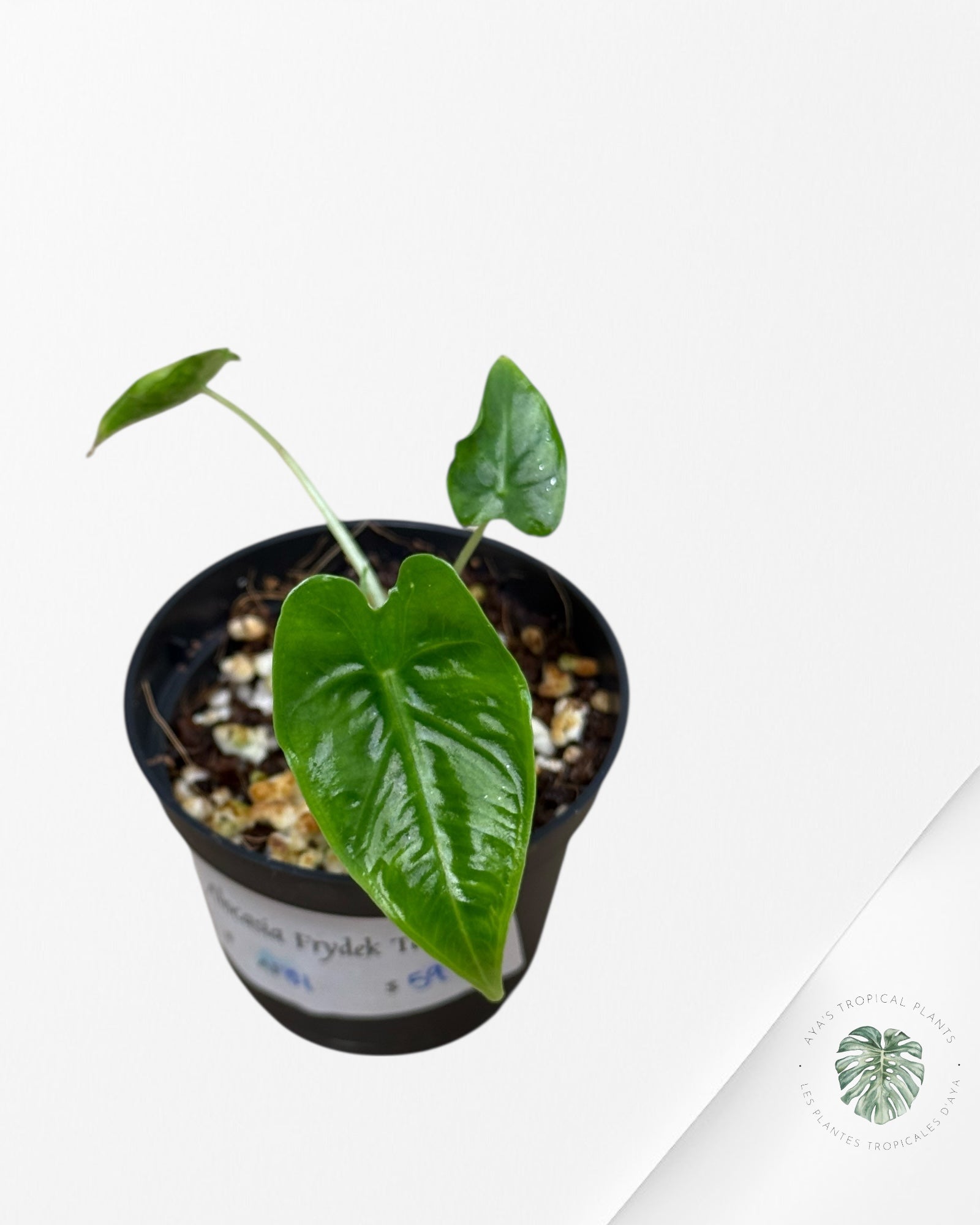 Alocasia Frydek ‘Tattoo’ - AF01