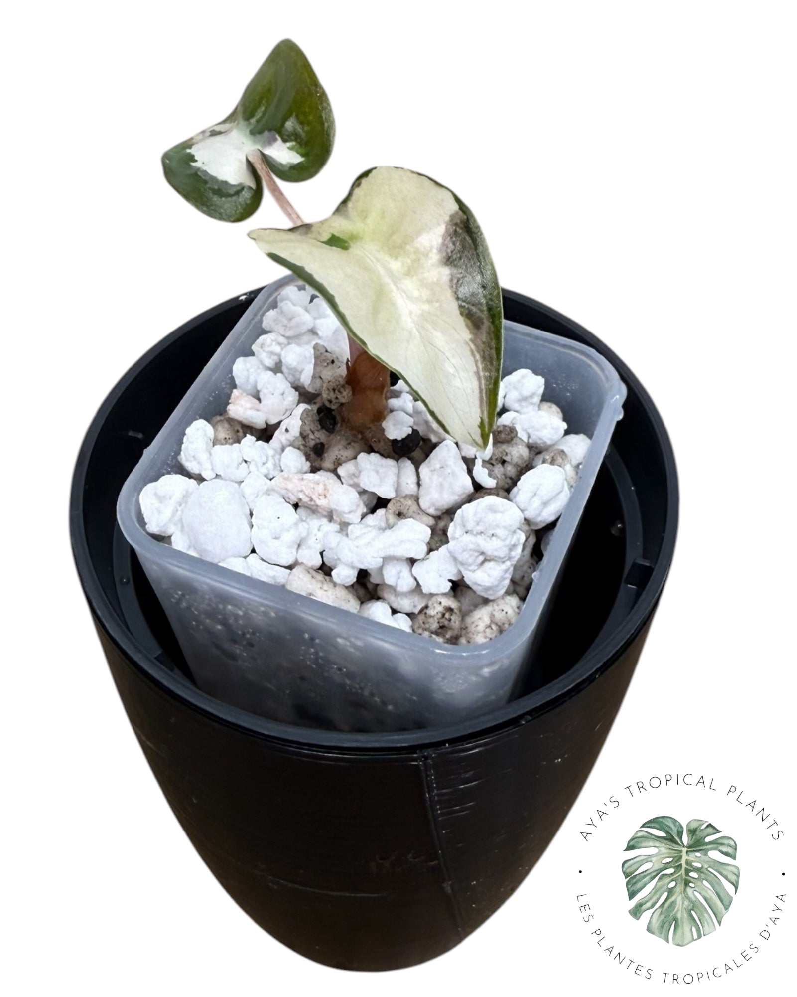 Alocasia Polly Lava Variegated