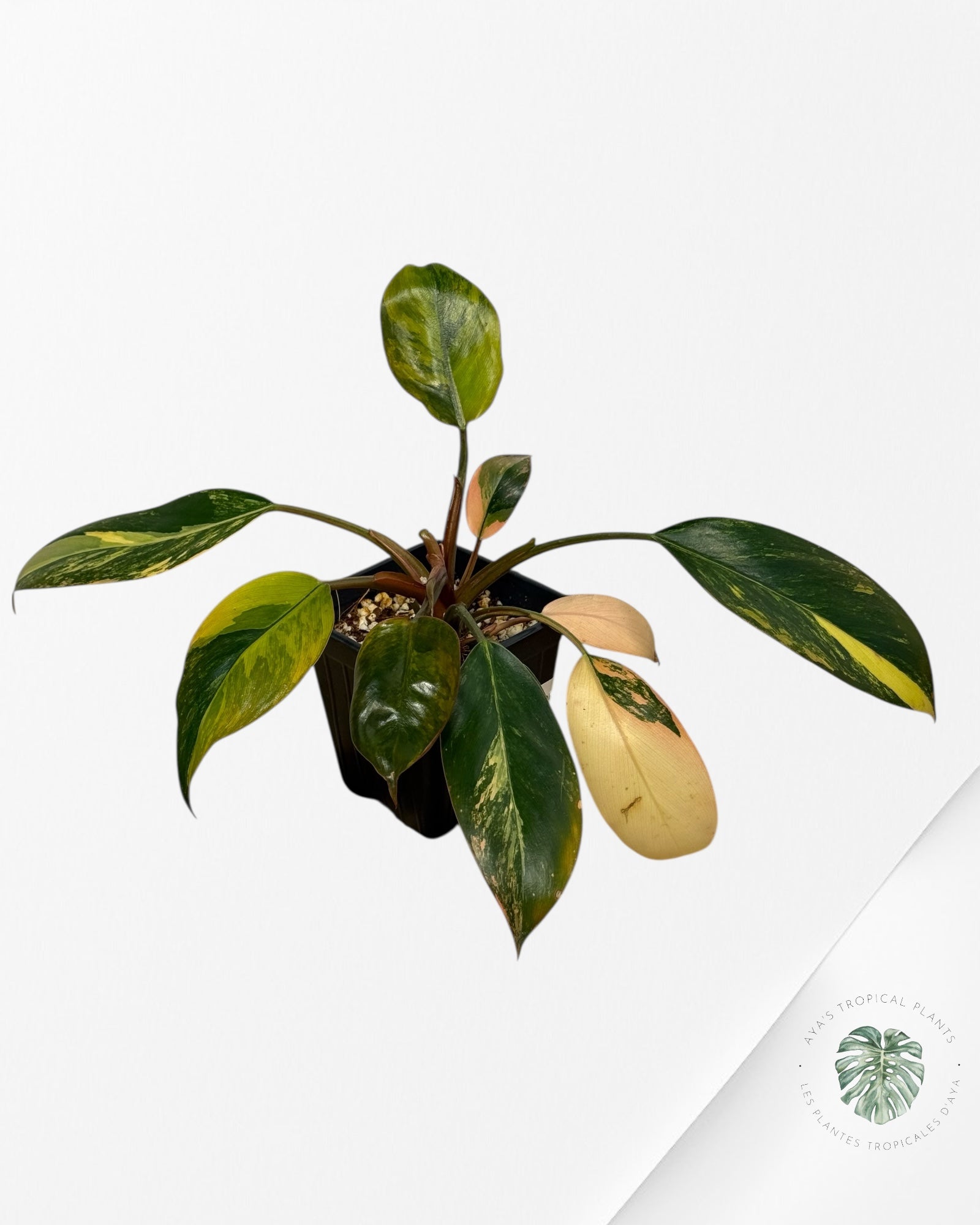 Philodendron 'Red Congo' variegated - F30