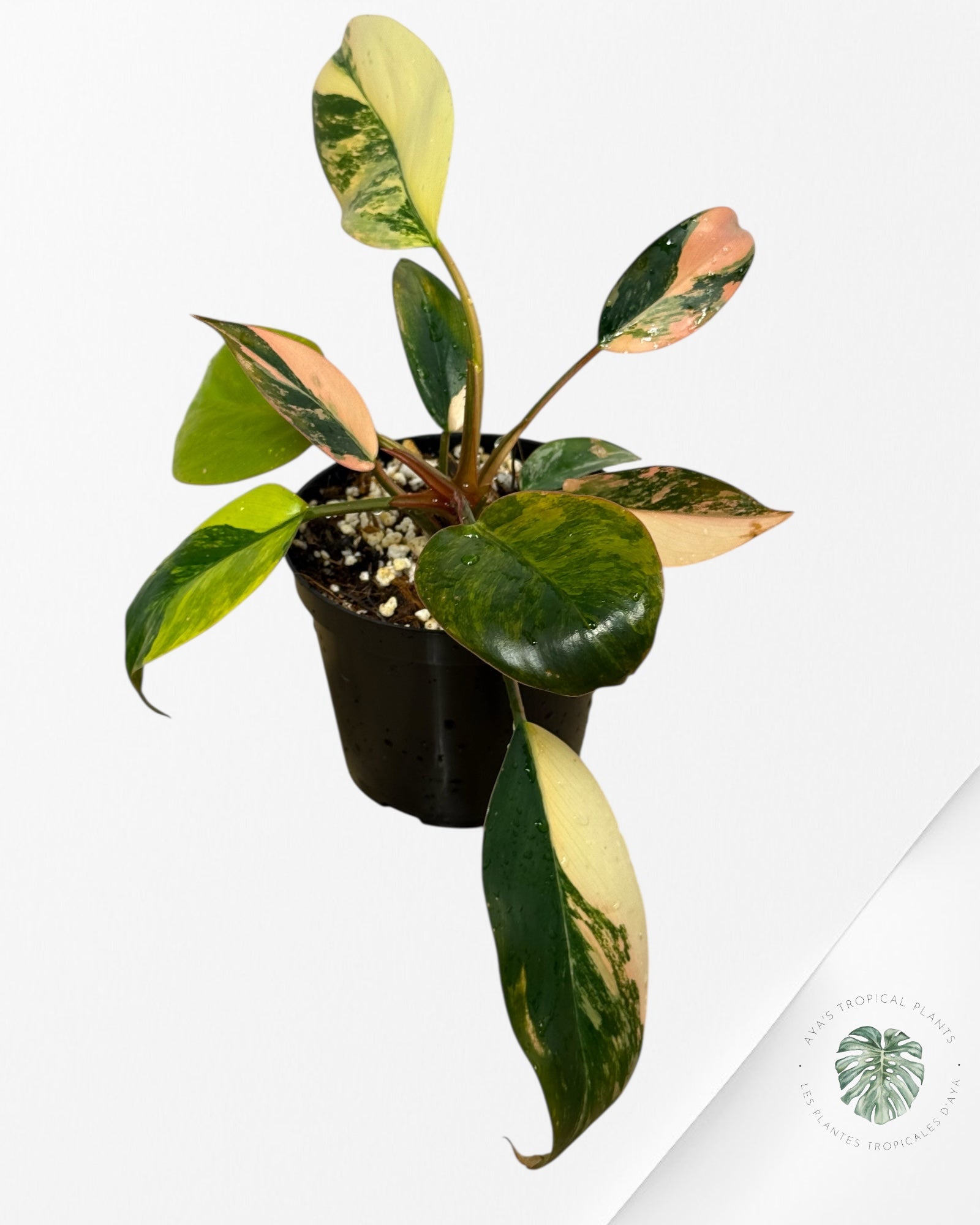 Philodendron 'Red Congo' variegated - F50