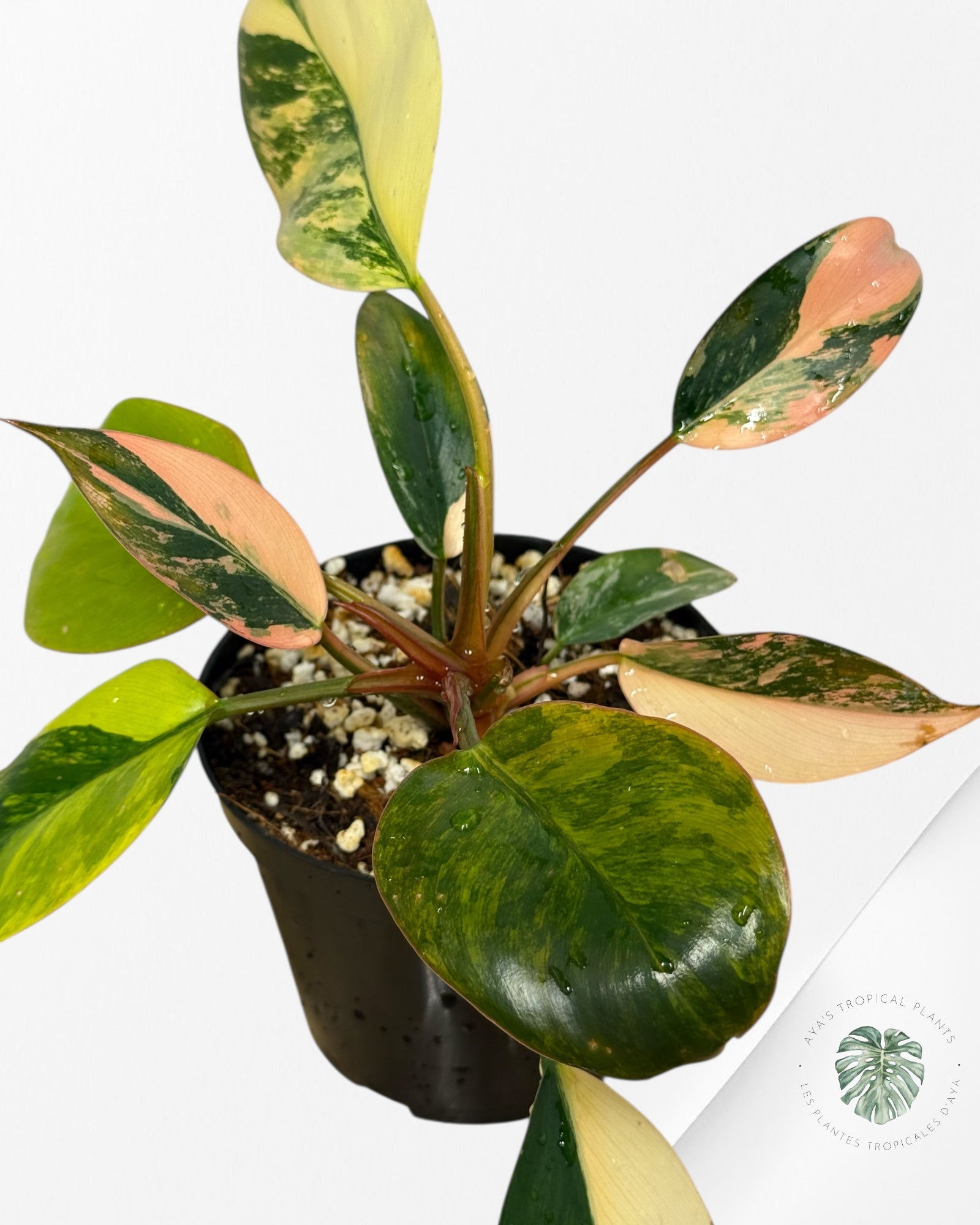Philodendron 'Red Congo' variegated - F50