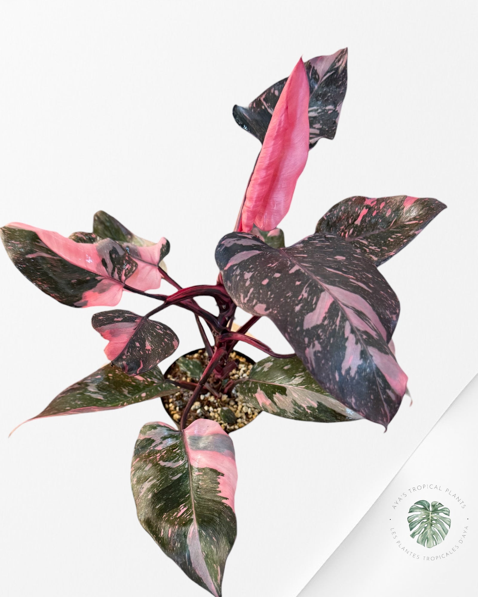 Philodendron 'Pink Princess Galaxy' - F2