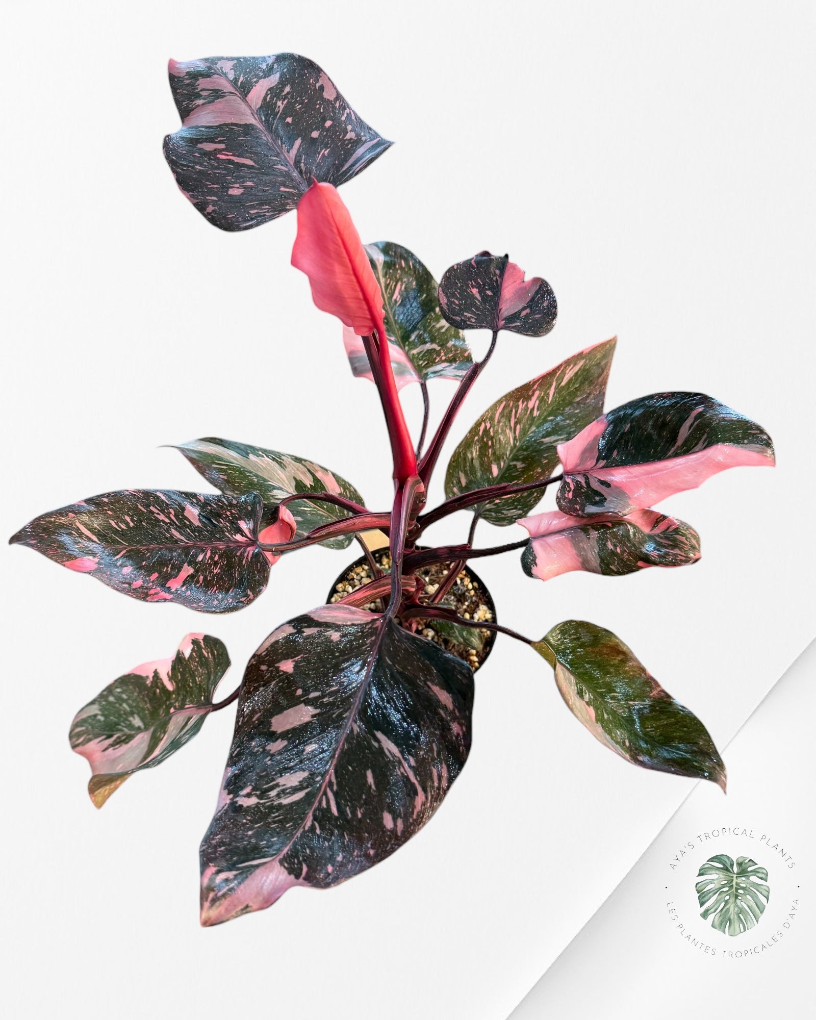Philodendron 'Pink Princess Galaxy' - F2