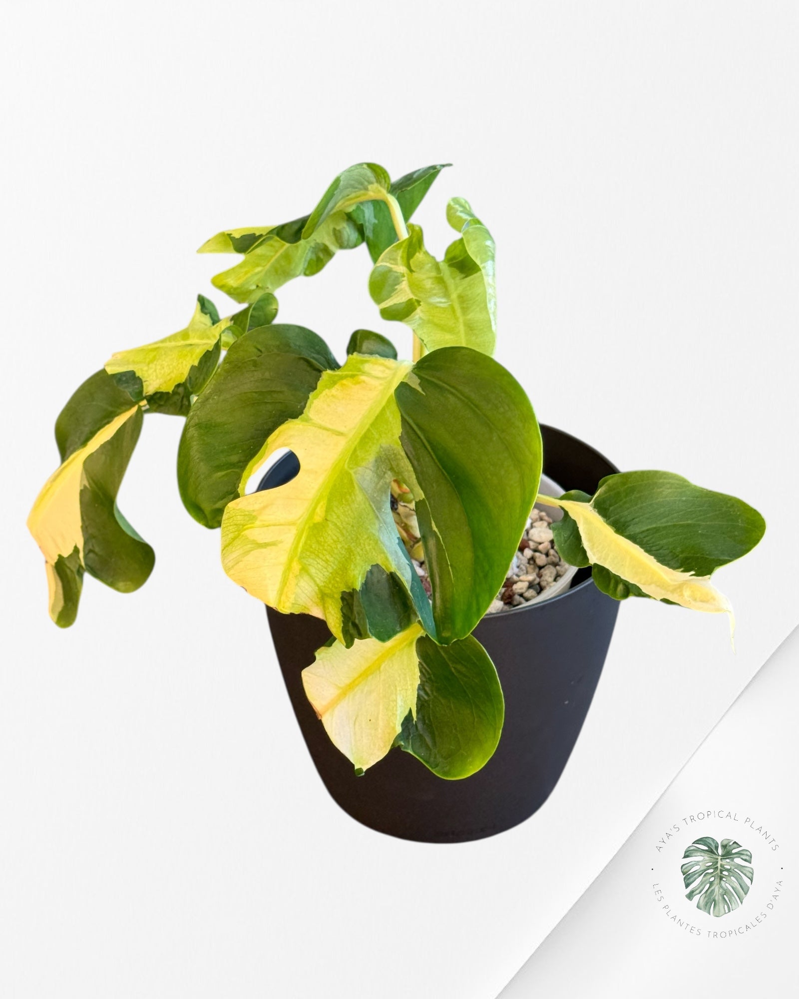 Monstera White Lava