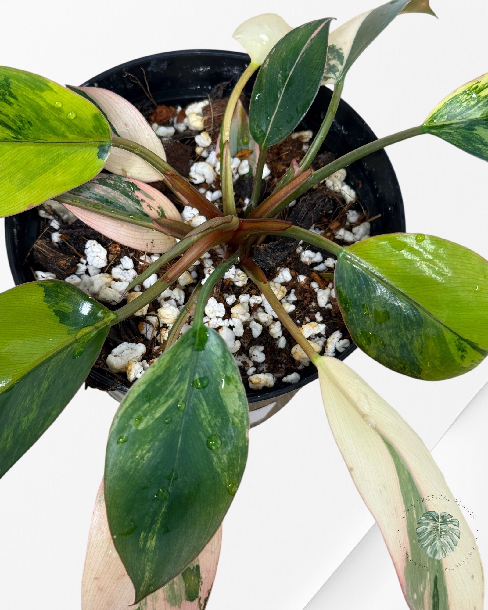Philodendron 'Red Congo' variegated - F40