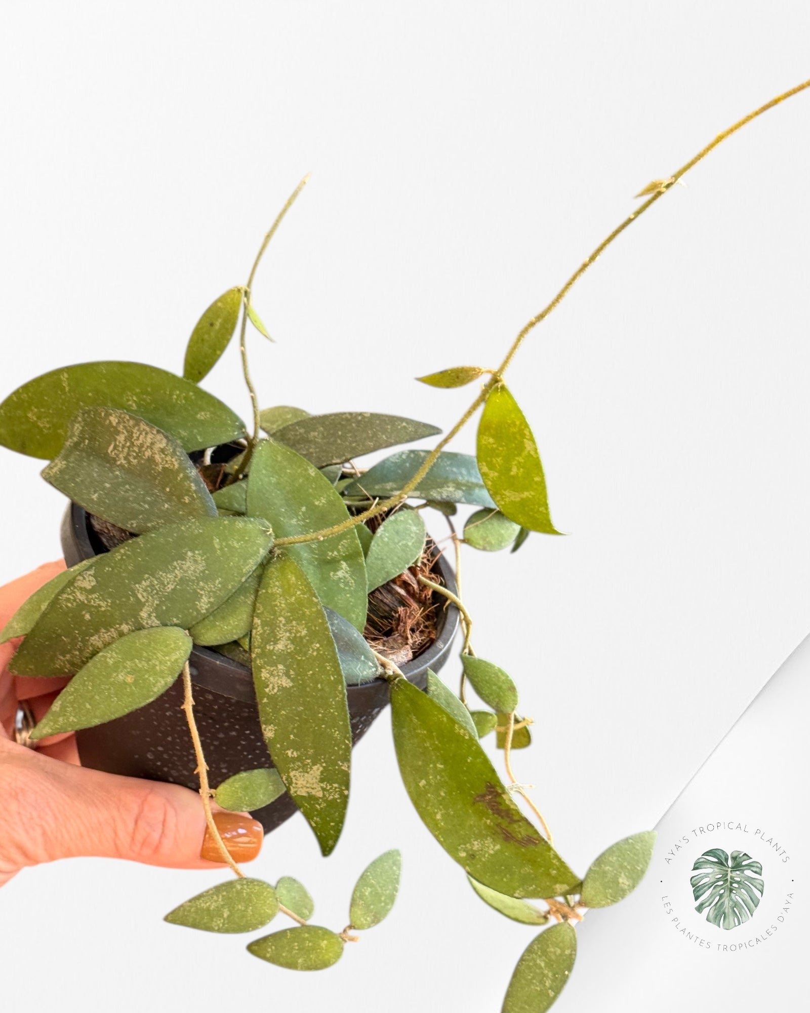 Hoya Flagellata (Gold) - F2