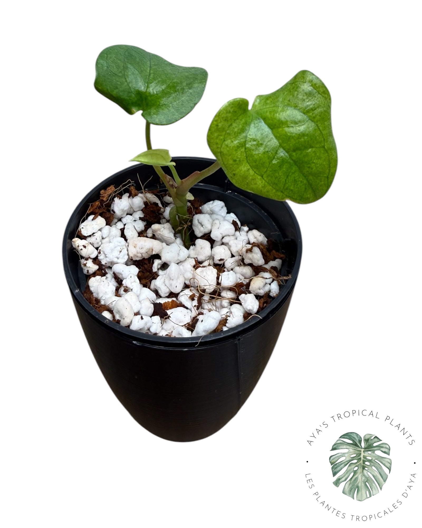 Anthurium Dark Phoenix Variegated