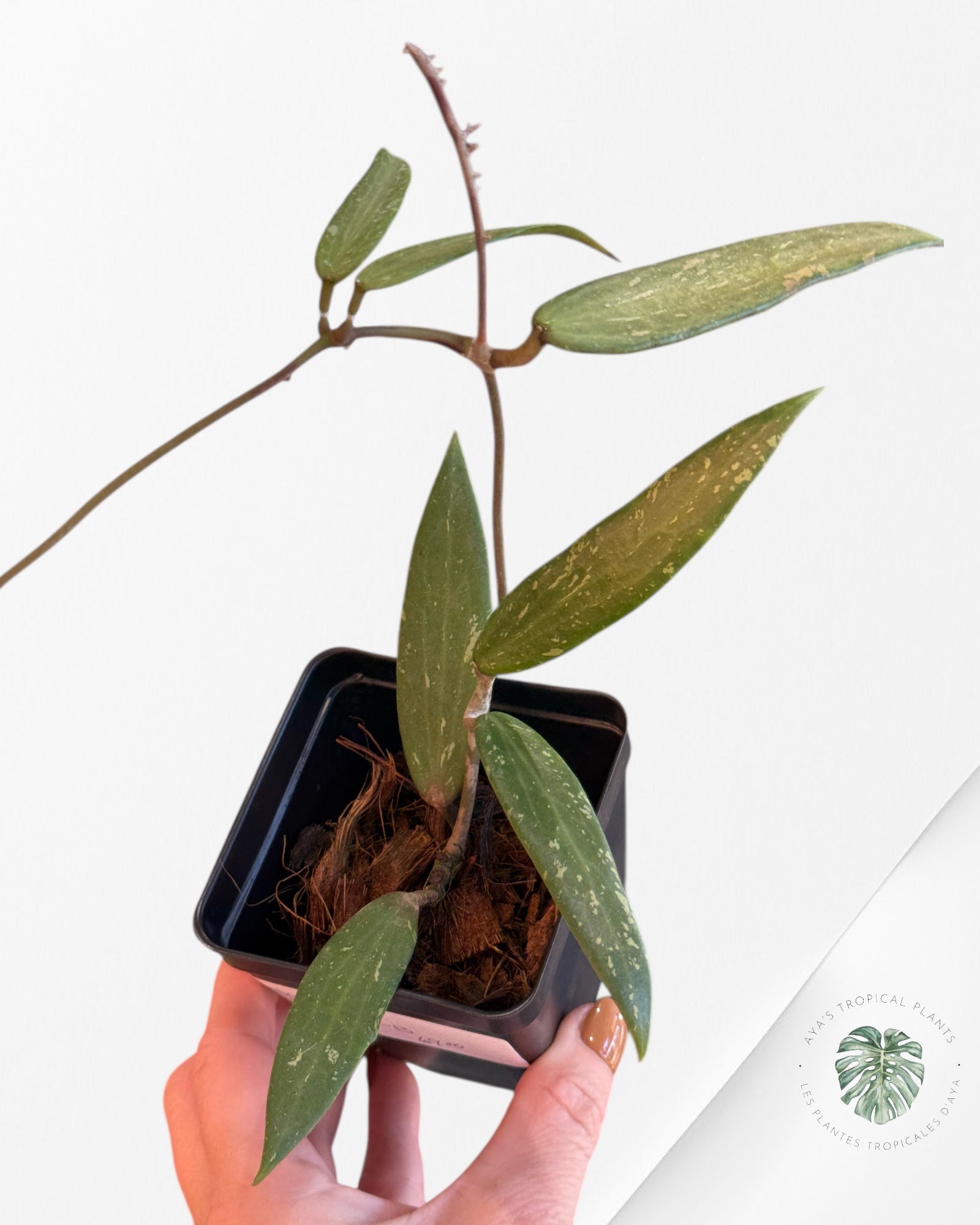 HOYA SP. SR 2007-13 (FROM LOEI PROVINCE)-F5