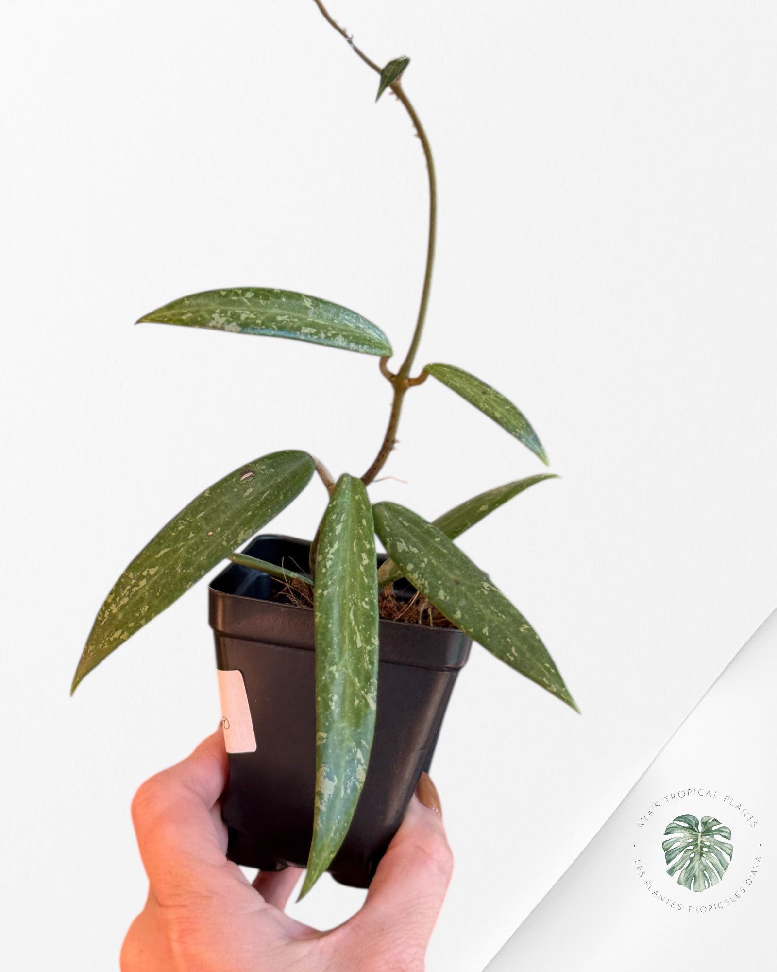 HOYA SP. SR 2007-13 (FROM LOEI PROVINCE)-F4