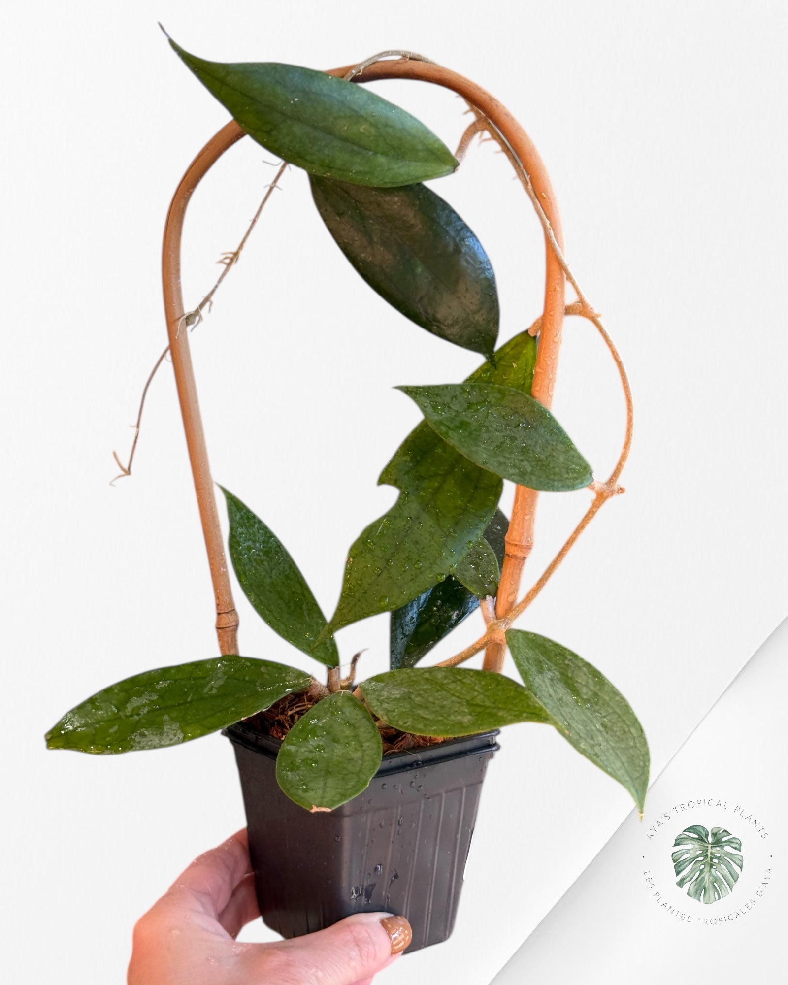 Hoya cv. 'Jennifer' - F2 ki