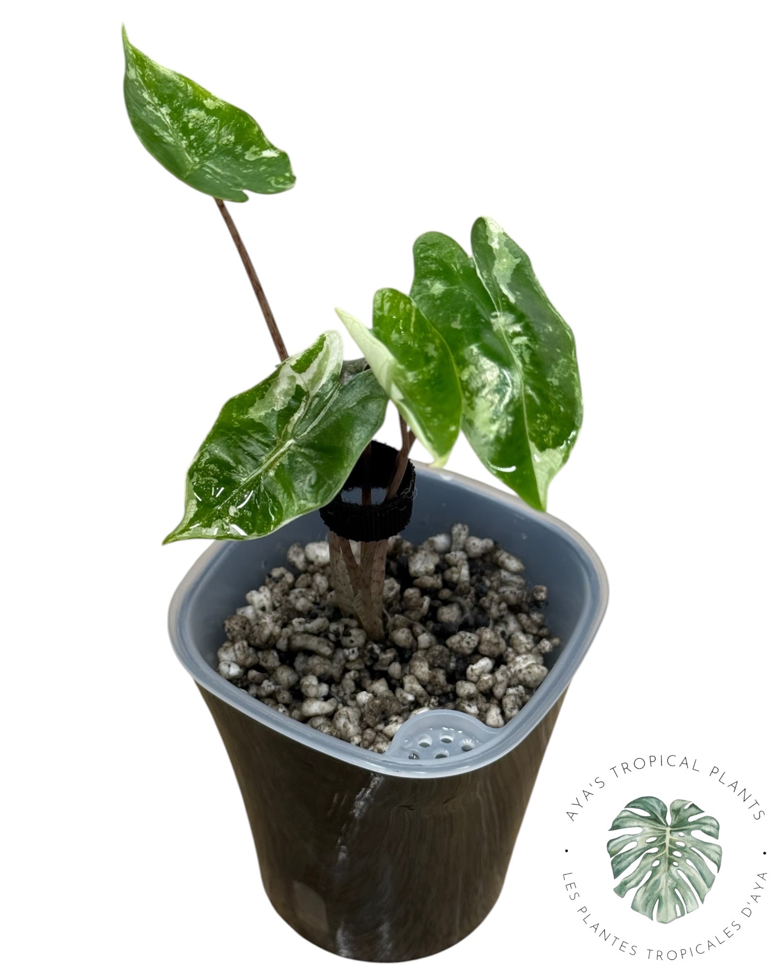 Alocasia Pseudo-Sanderiana Pink Variegated