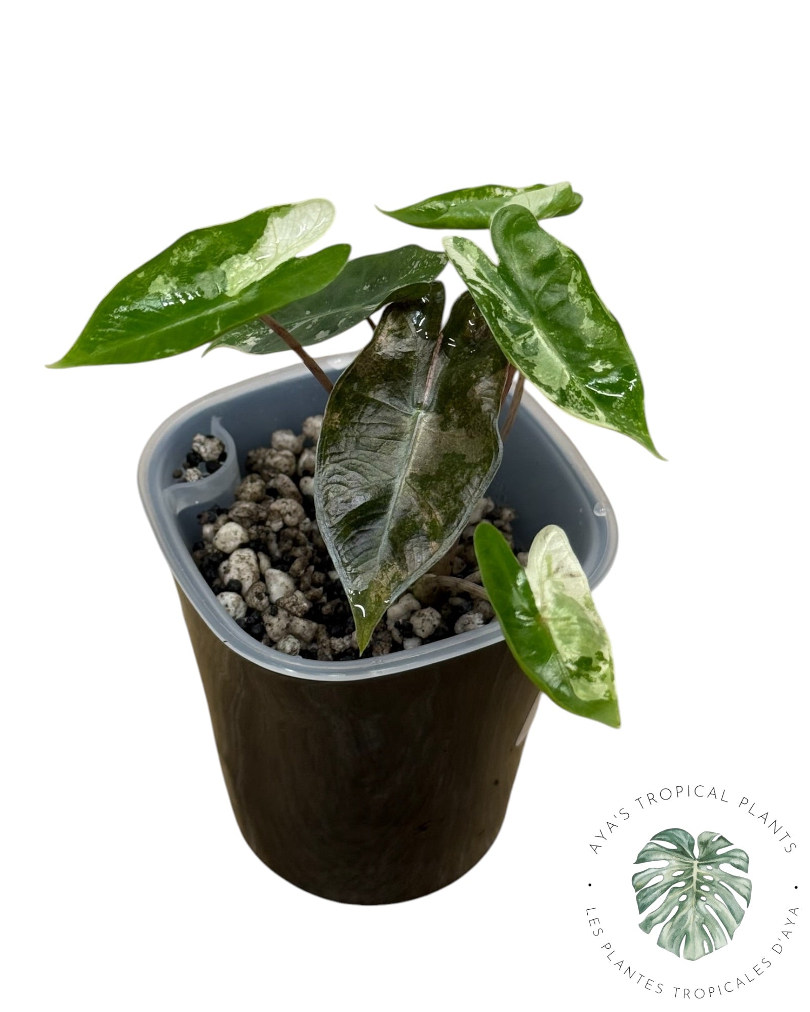 Alocasia Pseudo-Sanderiana Pink Variegated