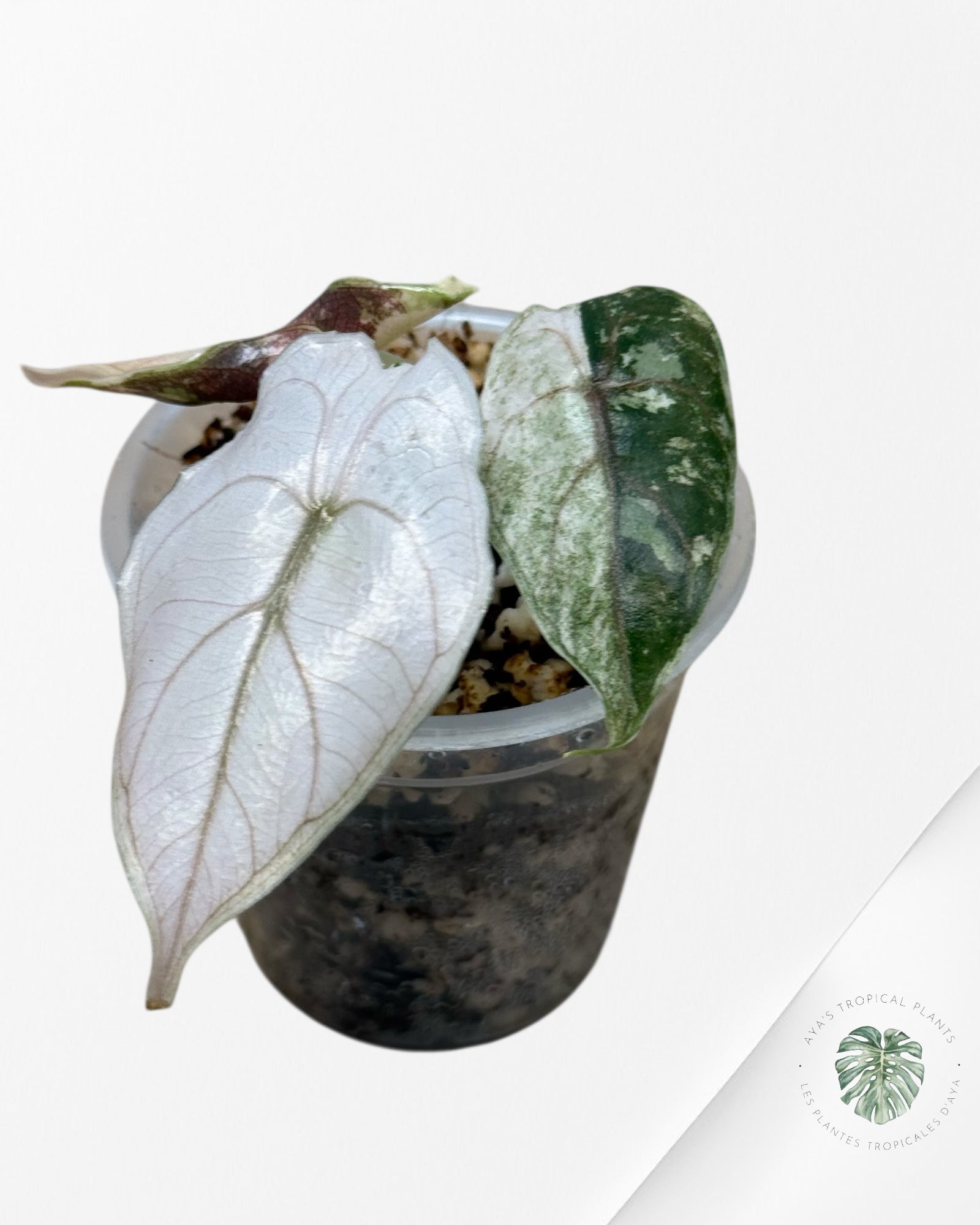 Alocasia Azlanii Pink Variegated - 03