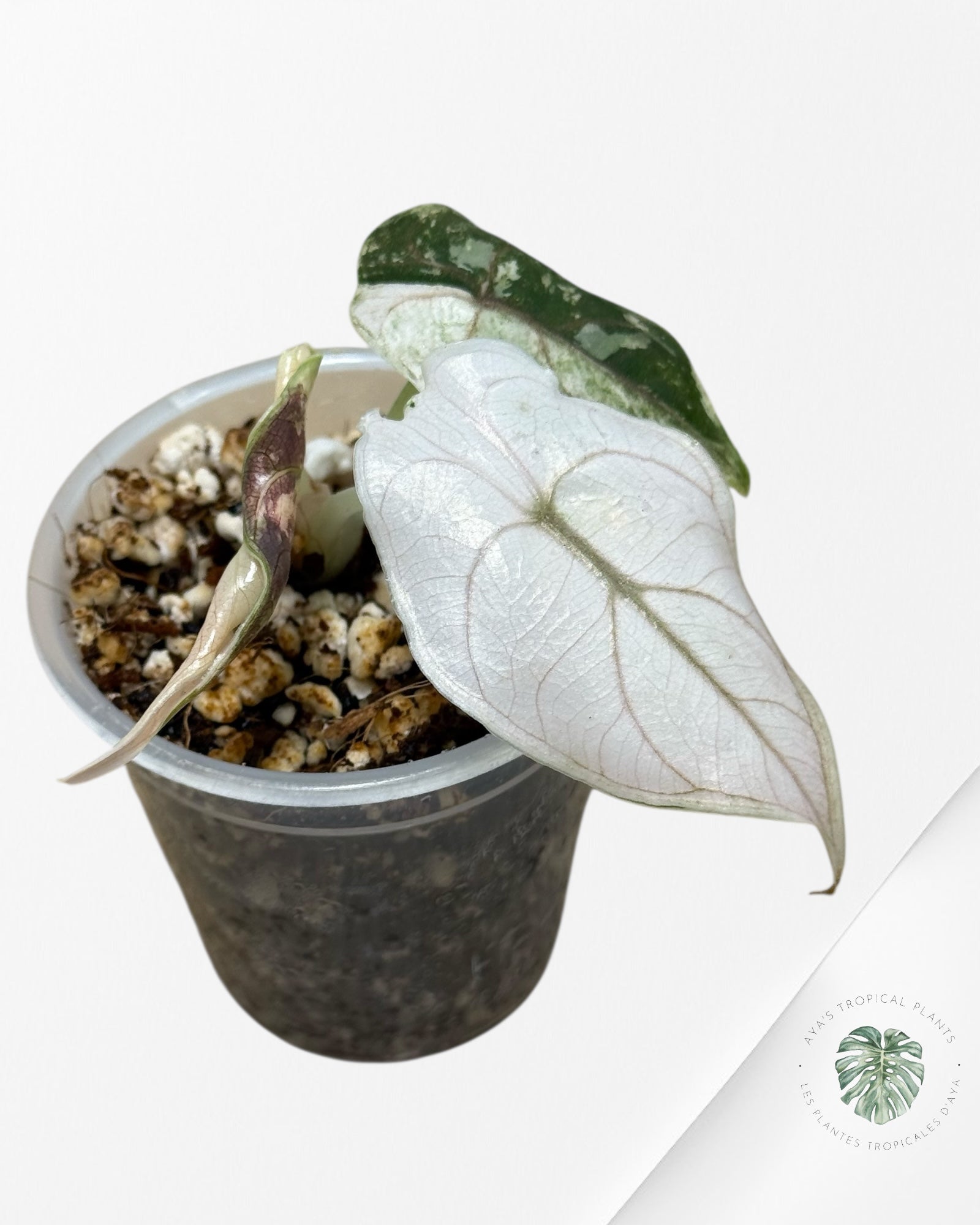 Alocasia Azlanii Pink Variegated - 03
