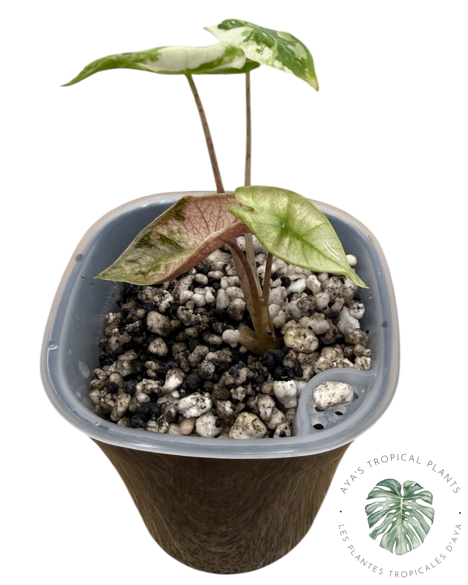 Alocasia Pseudo-Sanderiana Pink Variegated