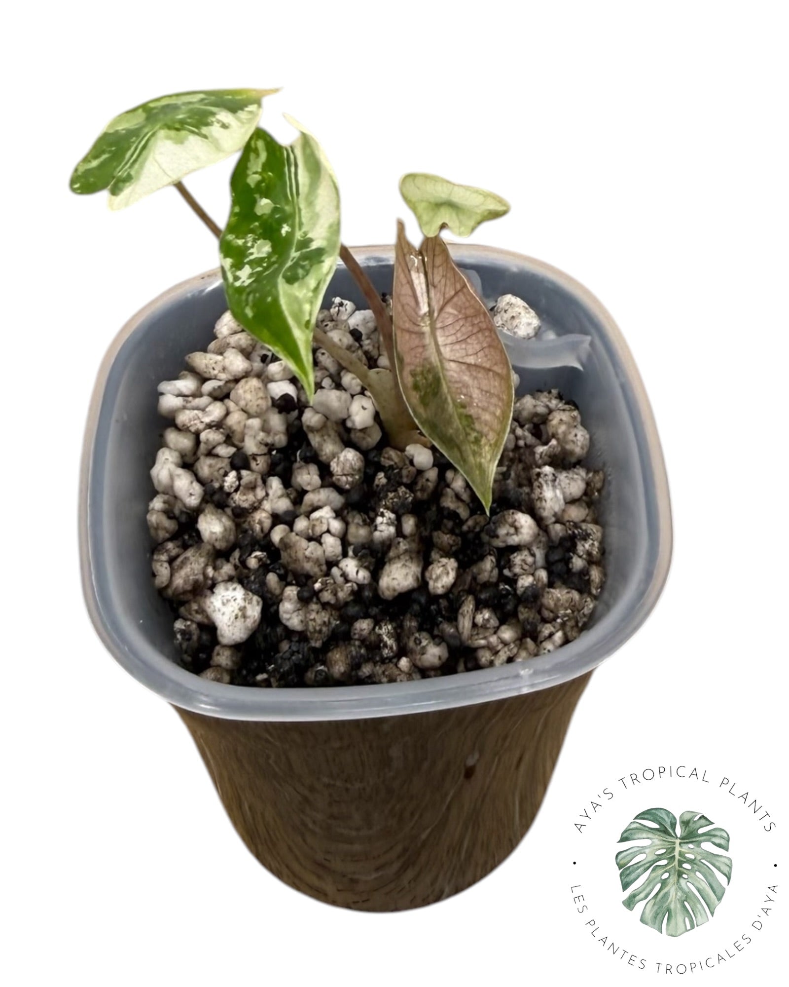 Alocasia Pseudo-Sanderiana Pink Variegated