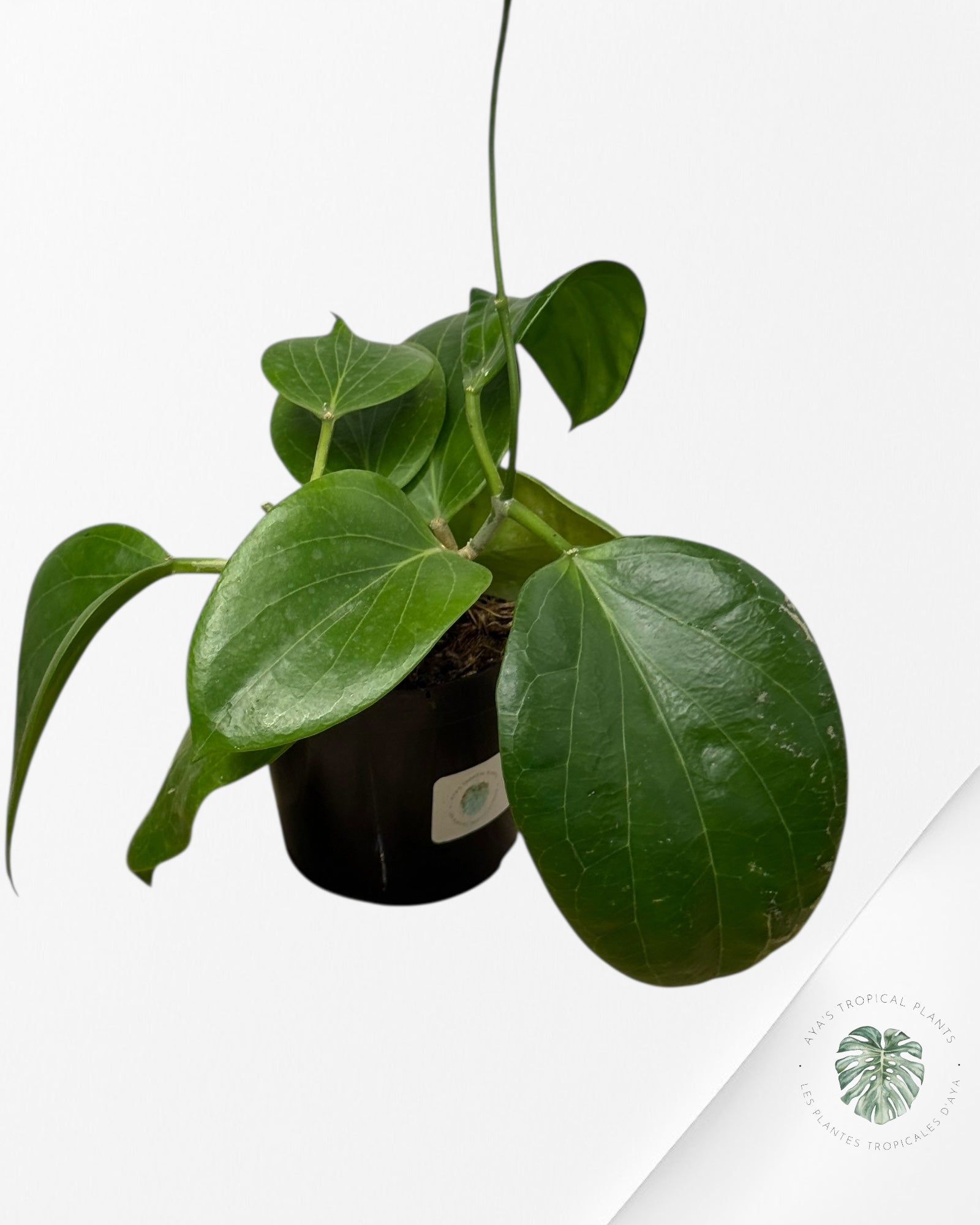 Hoya Cominsii - F2