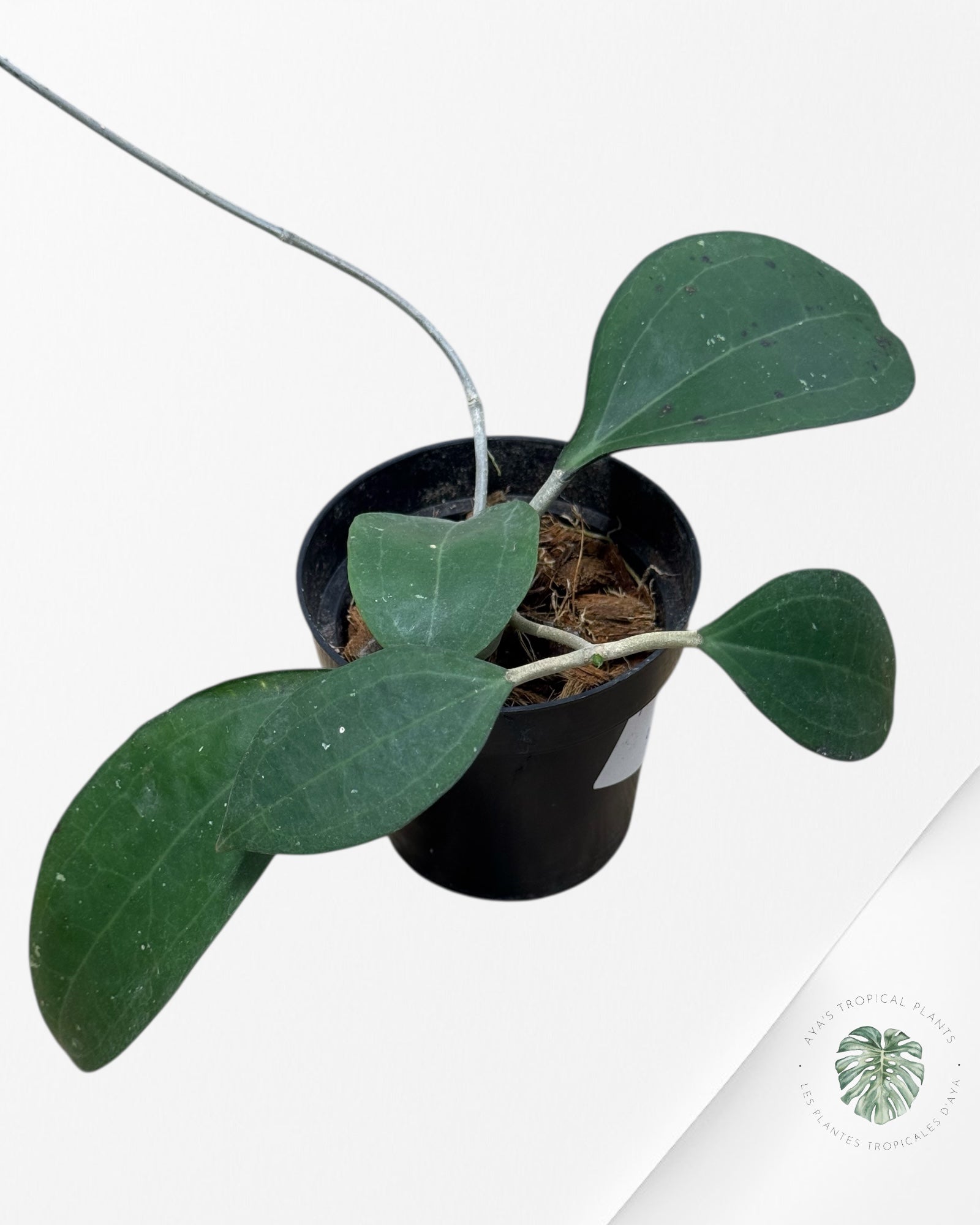 Hoya Paulshirleyi - F10