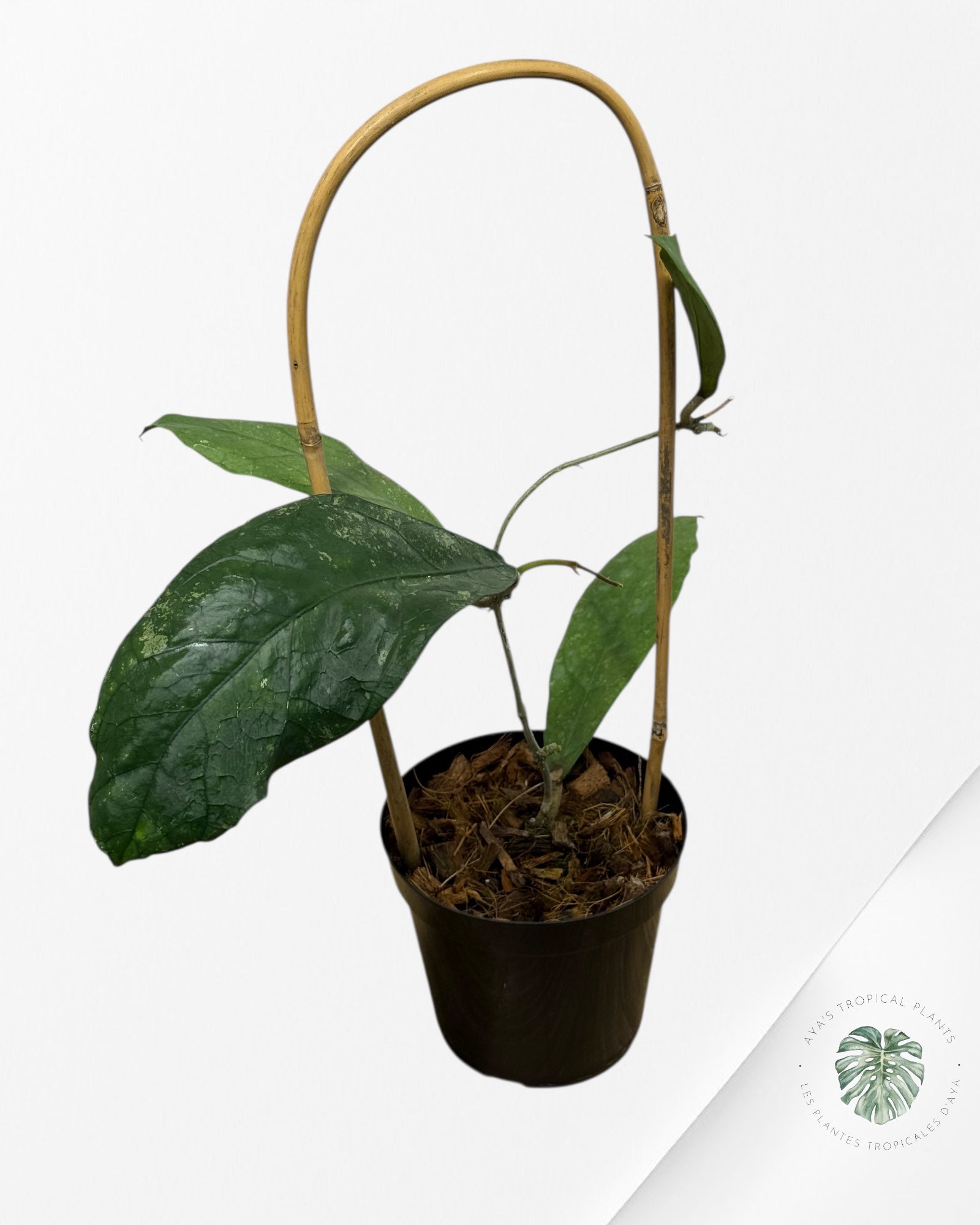 Hoya peninsularis (H. perak teddy bear) - F3