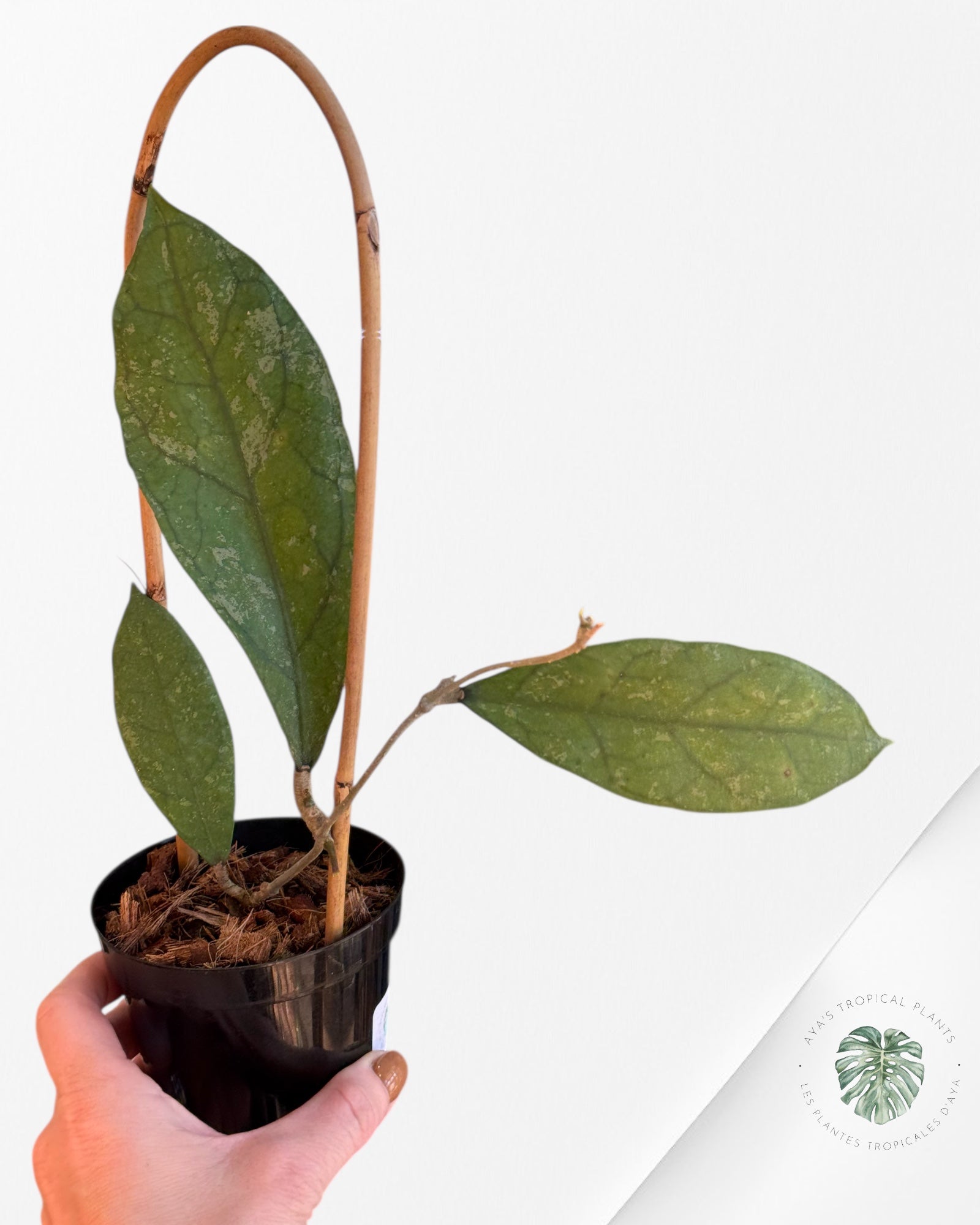 Hoya peninsularis (H. perak teddy bear) - F2
