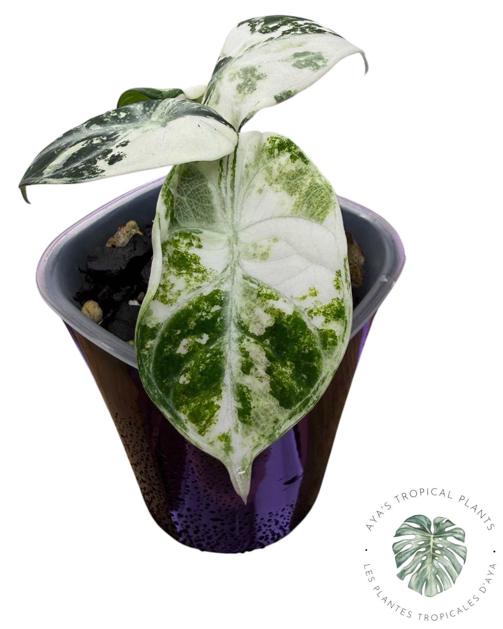 Alocasia Ninja Albo Variegated