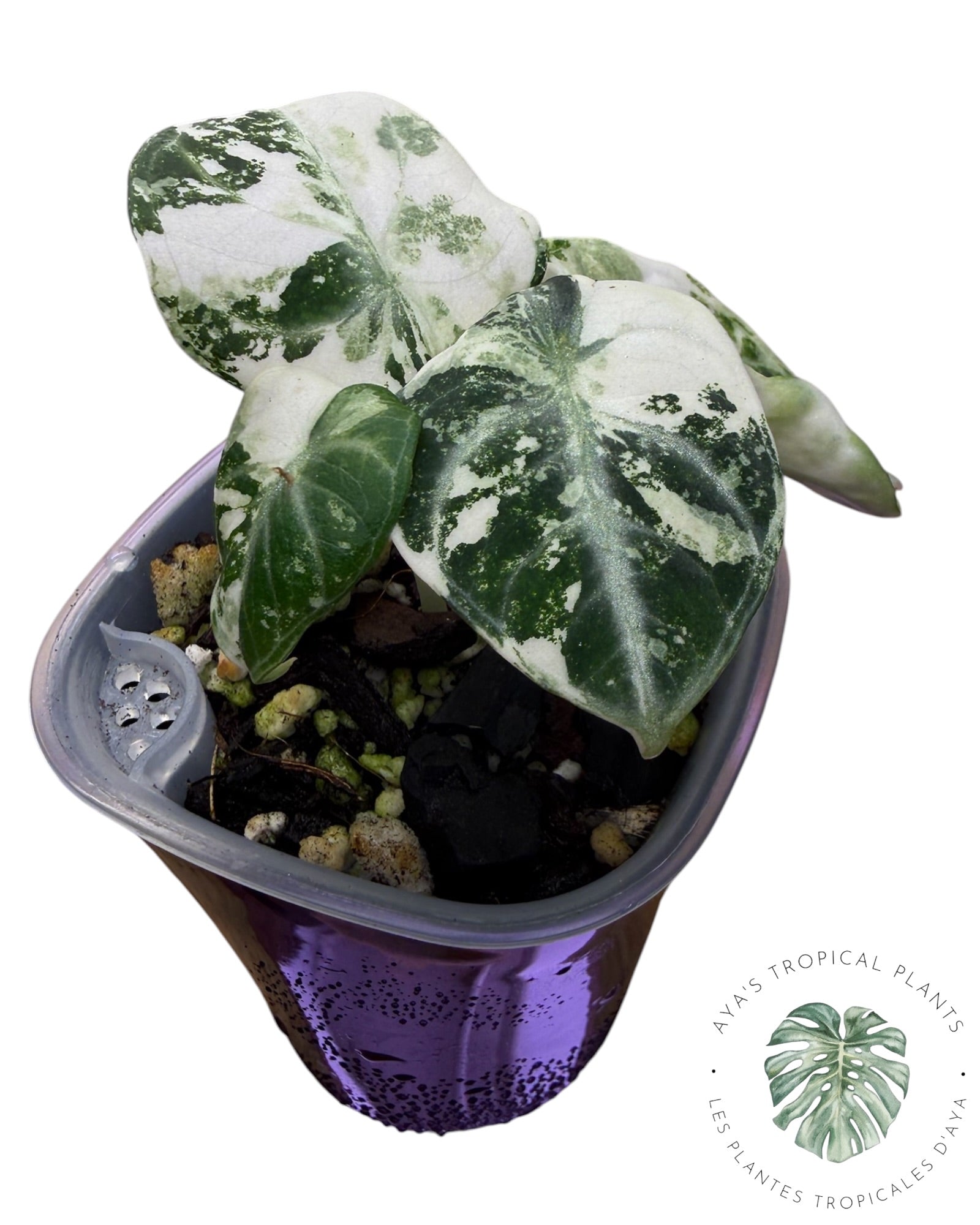 Alocasia Ninja Albo Variegated
