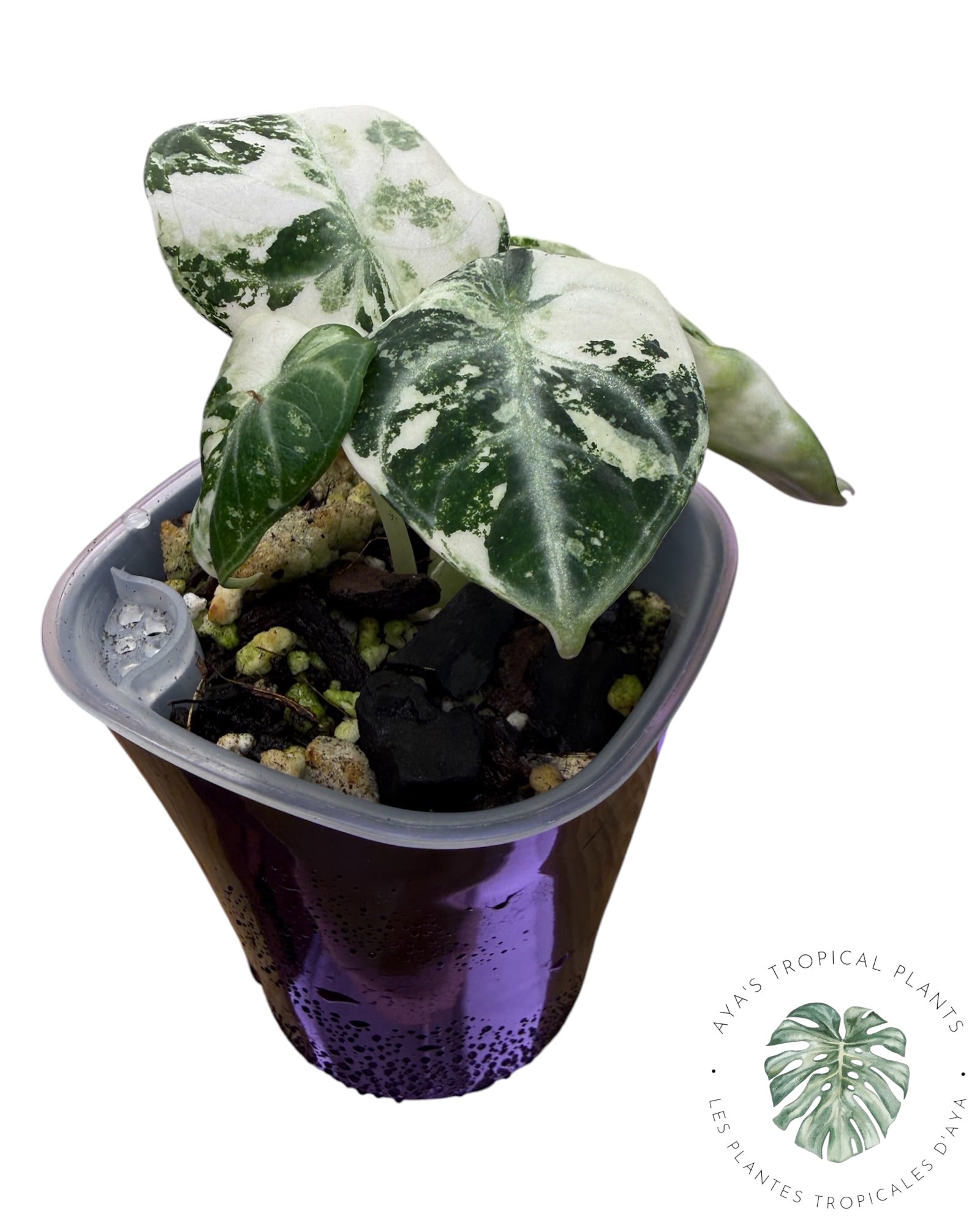 Alocasia Ninja Albo panaché